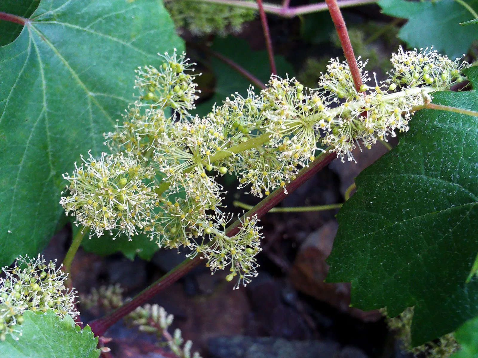 European Grapevine (Vitis Vinifera) — It thrives in well-drained soil with full sun, requiring a minimum of 6-8 feet of space to flourish; it, image 86