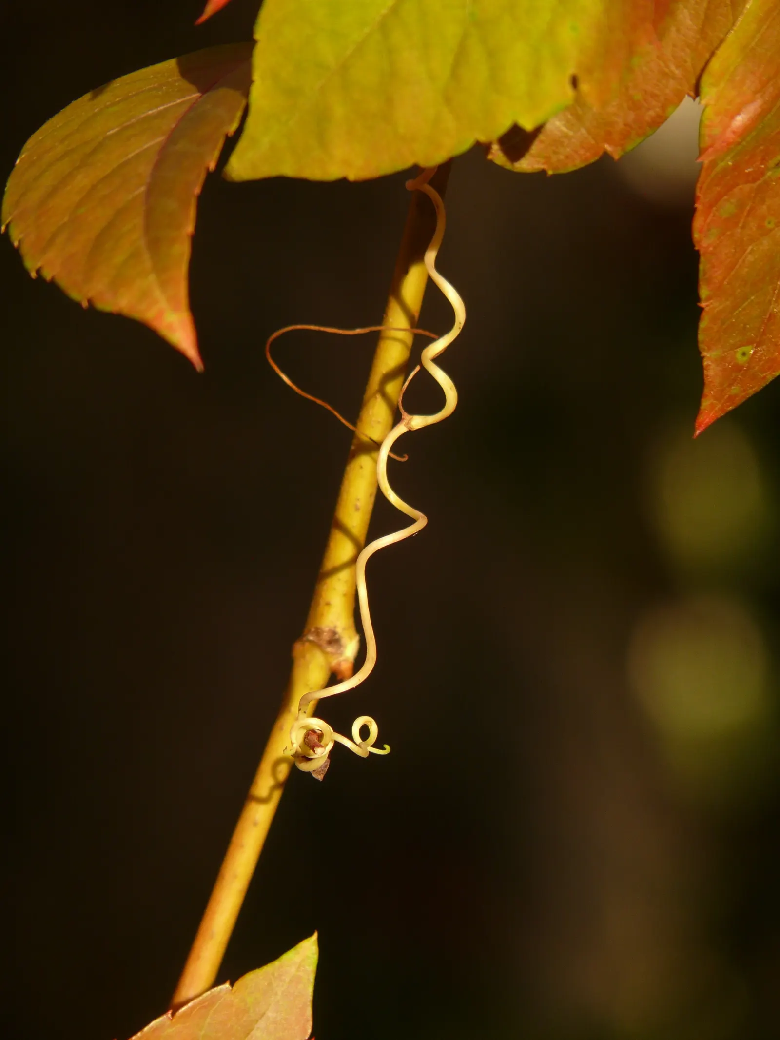 European Grapevine (Vitis Vinifera) — Its watering needs are moderate; consider its growth habit which requires support structures such as trellises, image 72