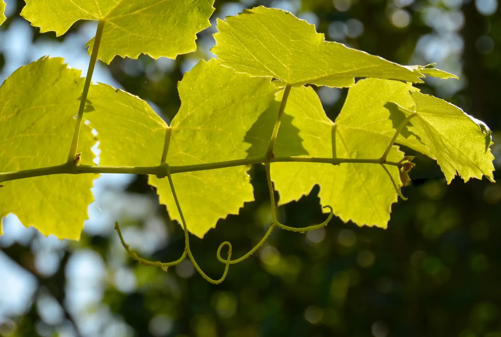 European Grapevine (Vitis Vinifera) — It thrives in well-drained soil with full sun, requiring a minimum of 6-8 feet of space to flourish