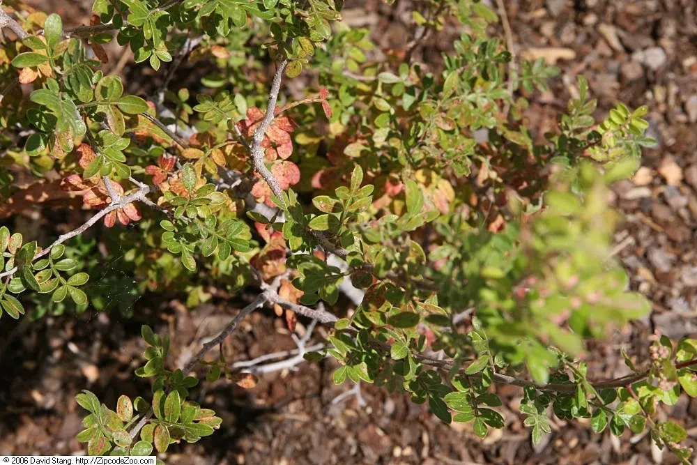 Skunkbush Sumac (Rhus trilobata) — Desert Sumac (Rhus triolobata), a hardy, deciduous shrub, thrives in arid landscapes