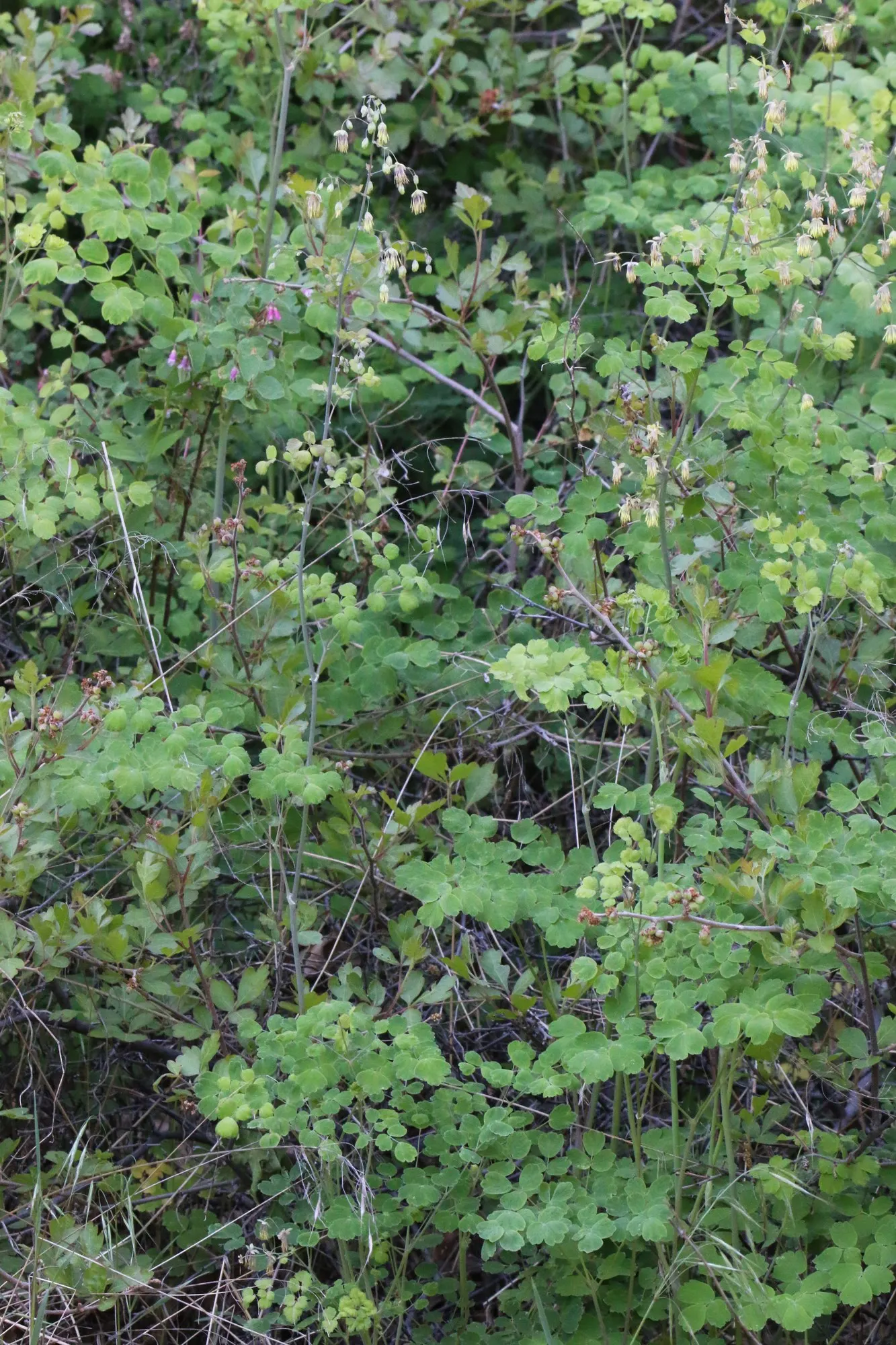Skunkbush Sumac (Rhus trilobata) — Mature specimens typically reach a height of 3 to 8 feet