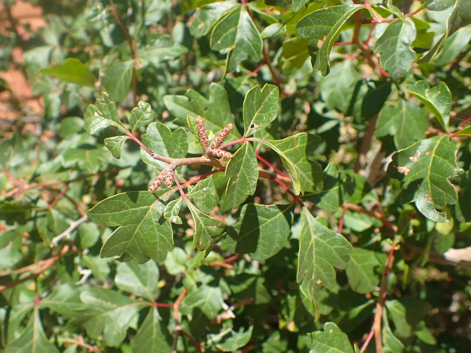 Skunkbush Sumac (Rhus trilobata) — Desert Sumac (Rhus triolobata), a hardy, deciduous shrub, thrives in arid landscapes; this low-maintenance native is ideal