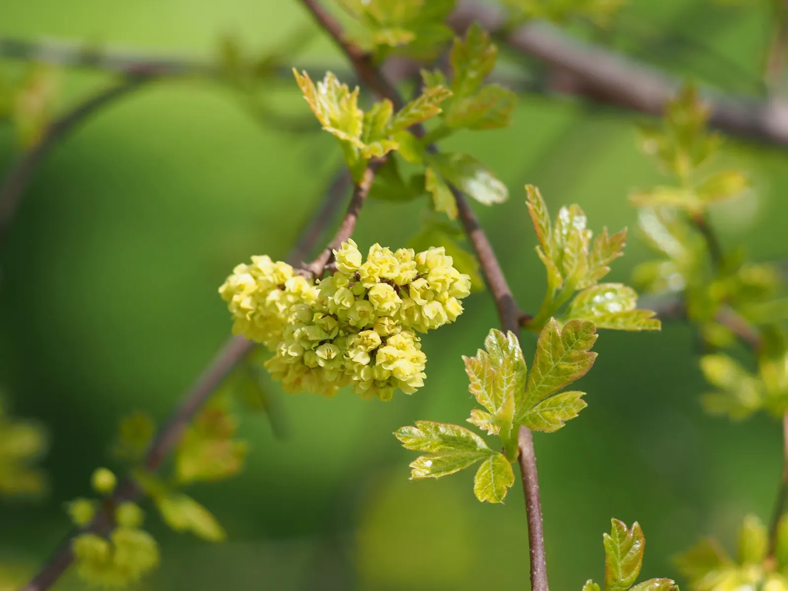 Skunkbush Sumac (Rhus trilobata) — and consider the value it offers for native wildlife when planning your garden layout