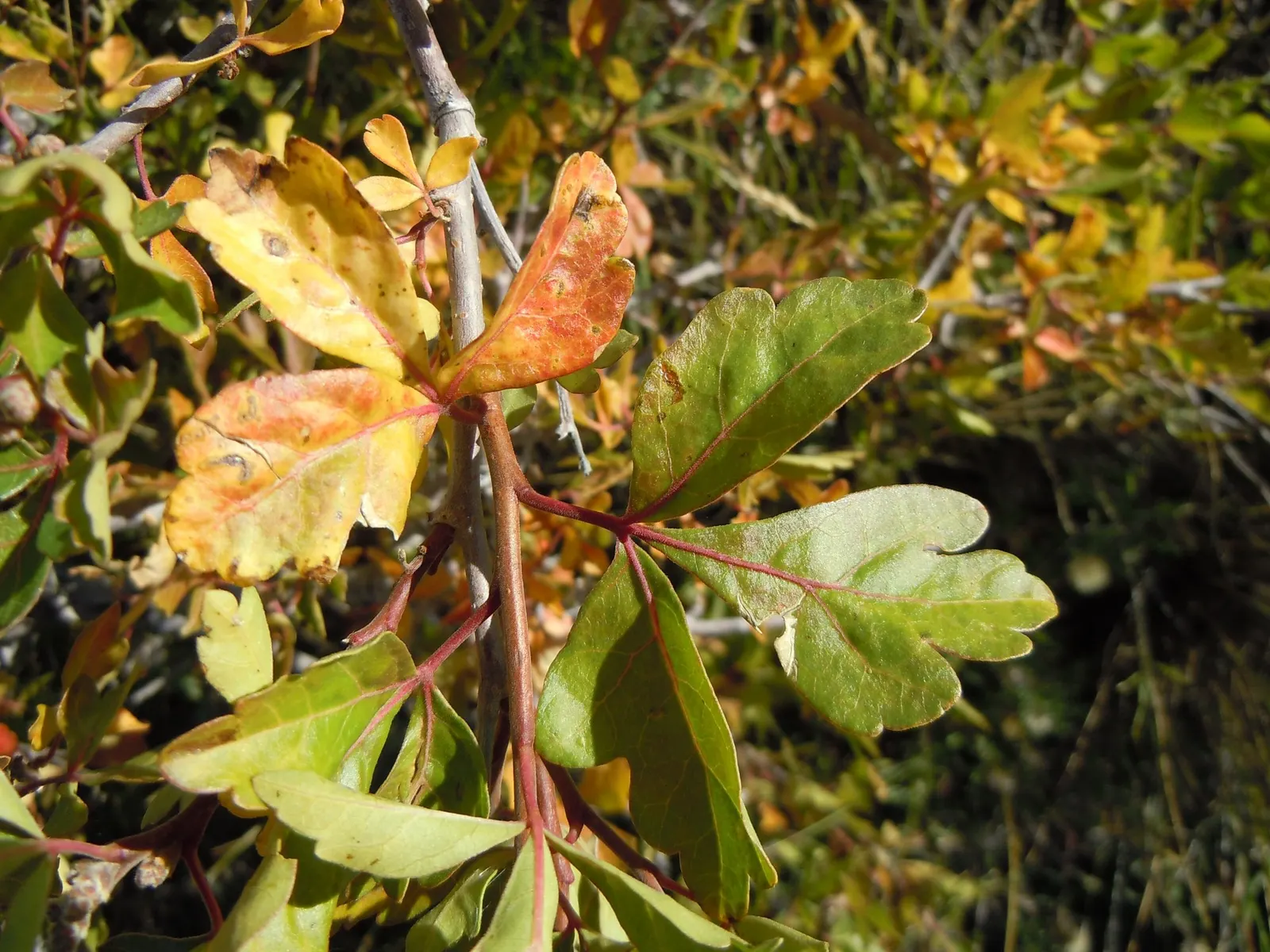 Skunkbush Sumac (Rhus trilobata) — yellow flowers in the garden