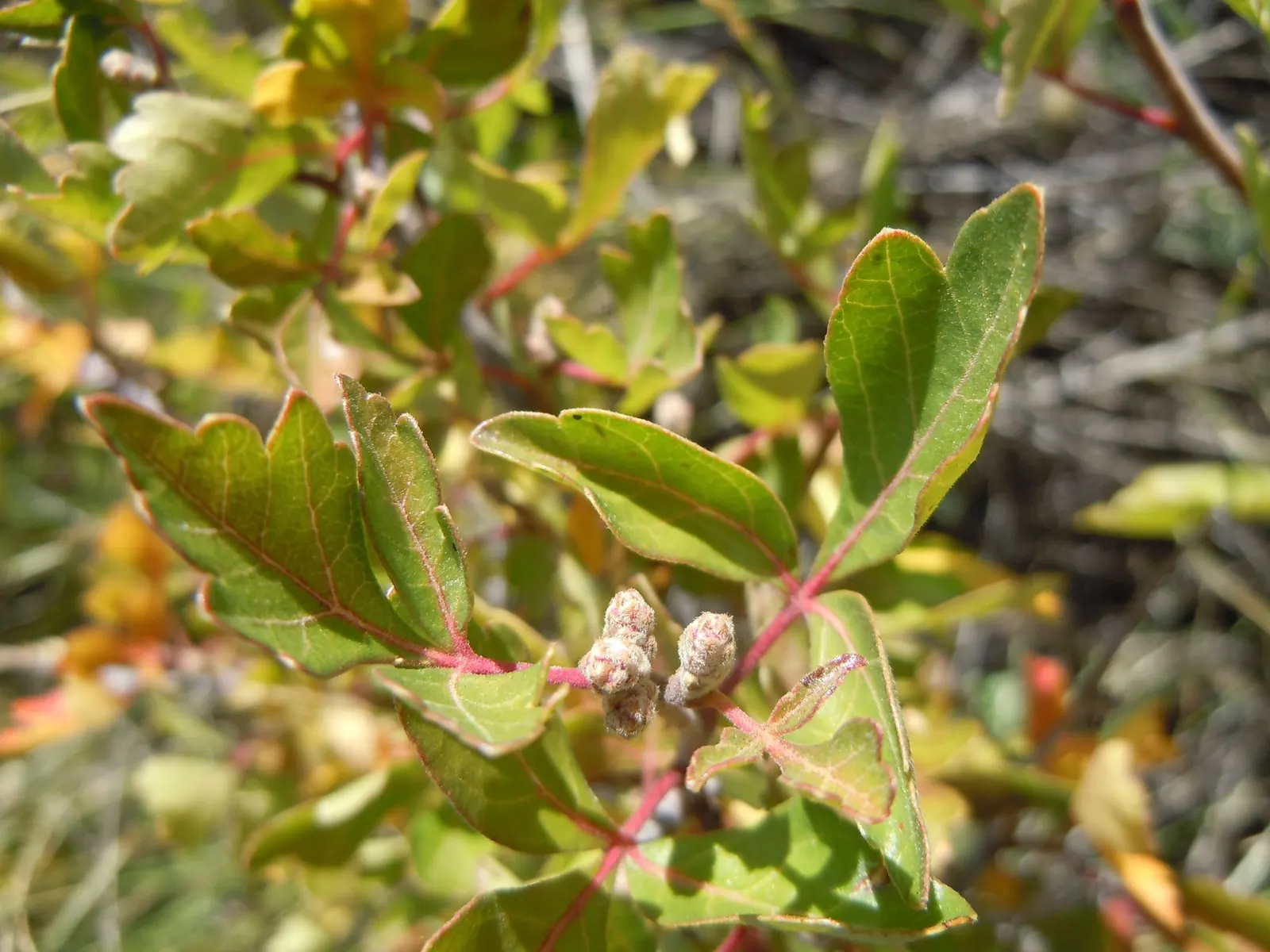 Skunkbush Sumac (Rhus trilobata) — shrub for full