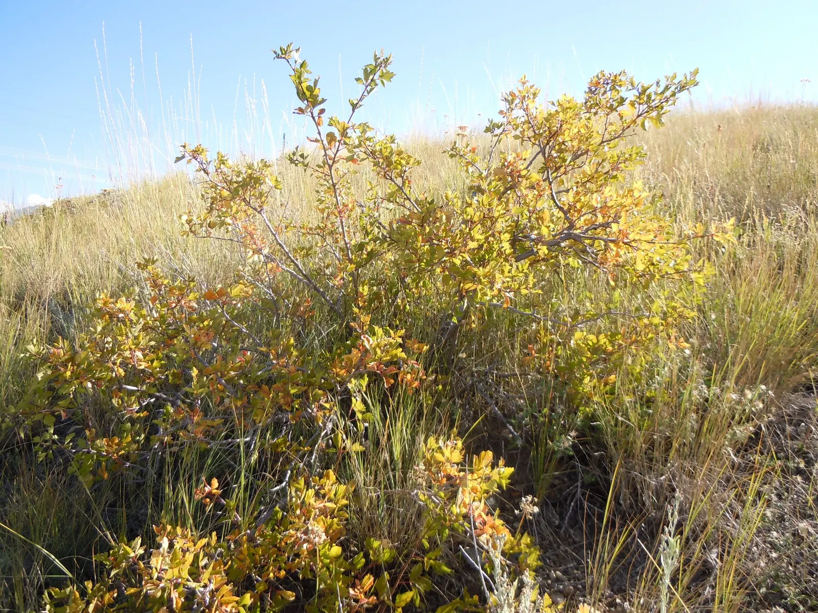 Skunkbush Sumac (Rhus trilobata) — Adapted to thrive in USDA zones 3 through 8