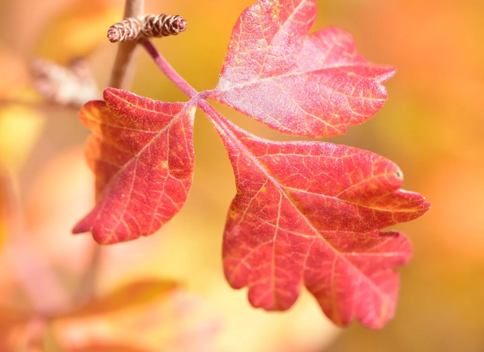 Skunkbush Sumac (Rhus trilobata) — native to the arid regions of North America
