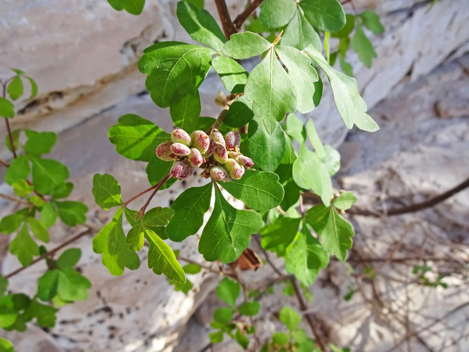 Skunkbush Sumac (Rhus trilobata) — which have three lobed leaflets