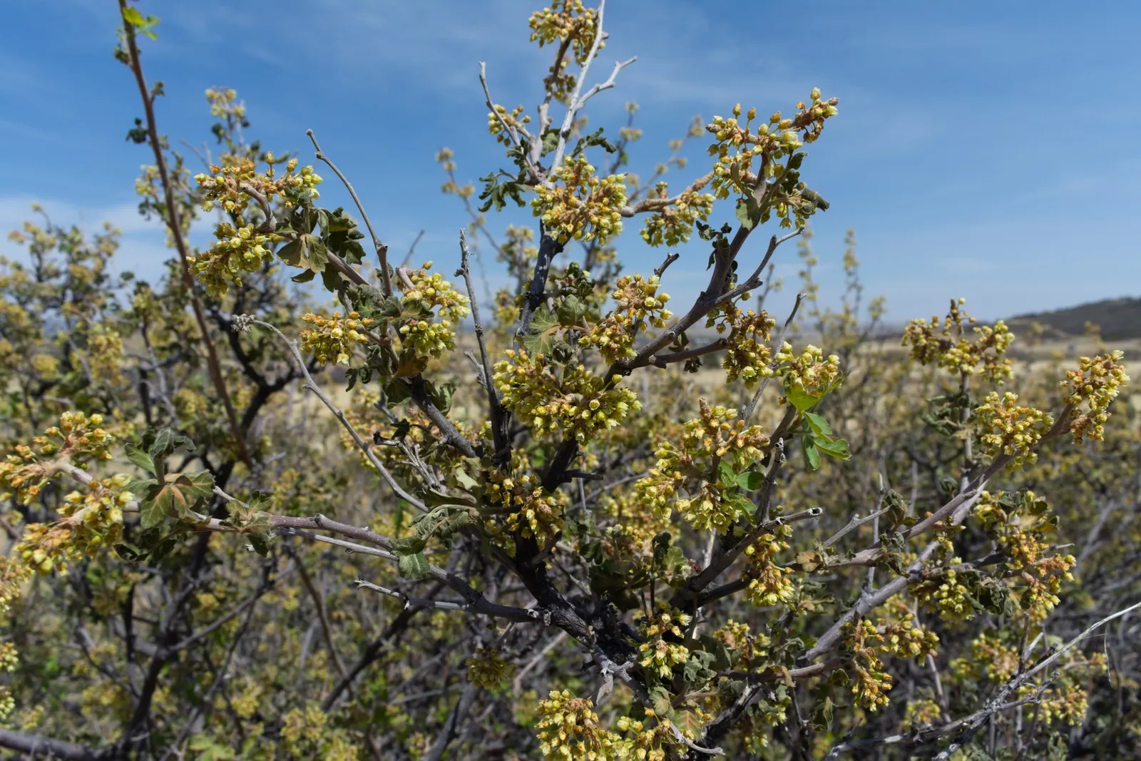 Skunkbush Sumac (Rhus trilobata) — It boasts trilobed leaves and reaches up to 6 feet tall with an equal spread