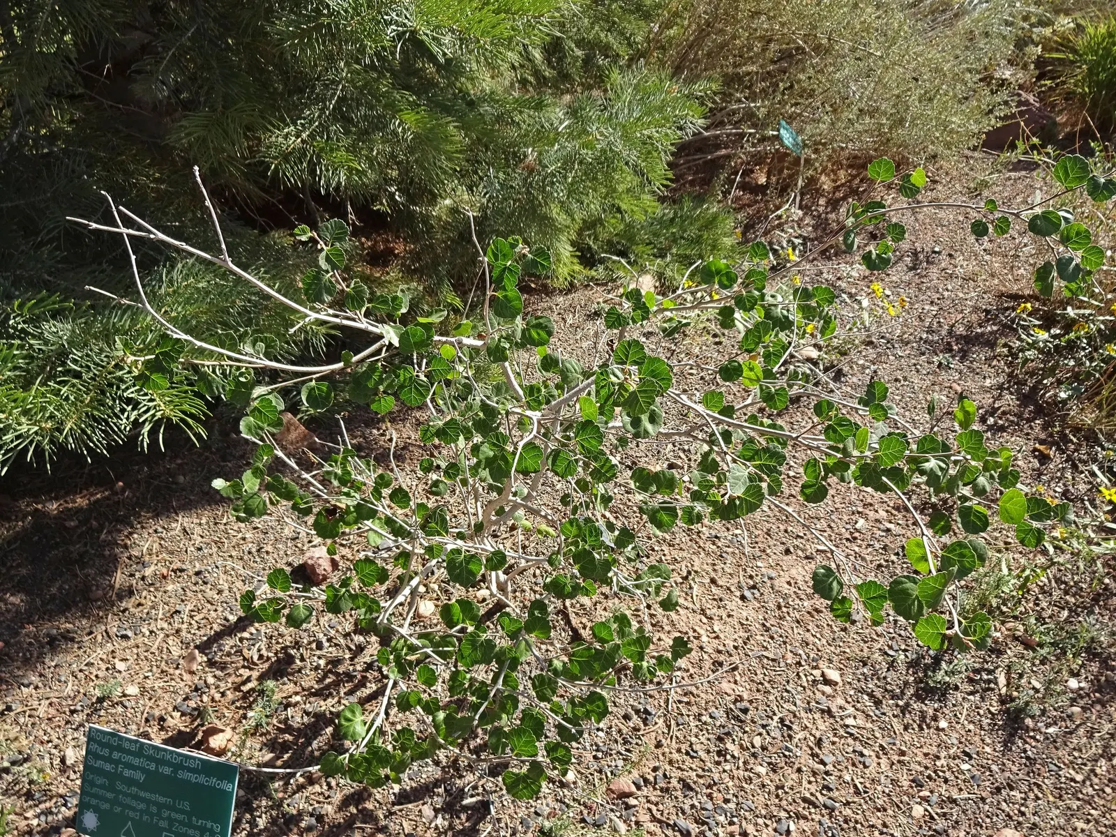 Skunkbush Sumac (Rhus trilobata) — The blooms are small and yellow