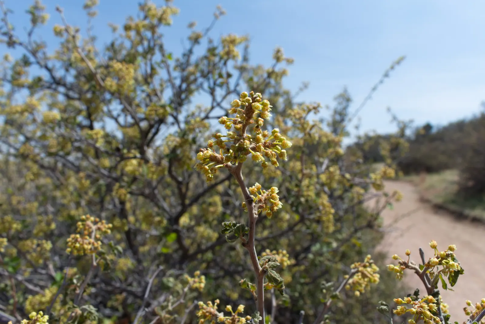 Skunkbush Sumac (Rhus trilobata) — Springtime yellow flowers give way to reddish-orange berry clusters, providing vivid seasonal interest