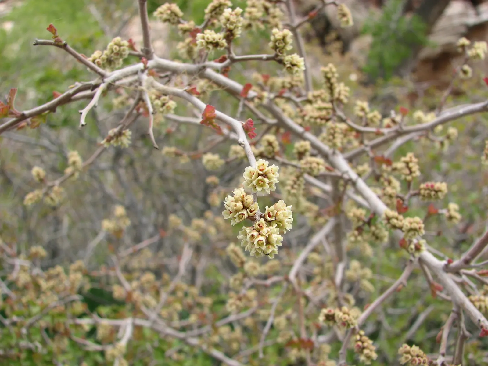 Skunkbush Sumac (Rhus trilobata) — This low-maintenance native is ideal for erosion control and wildlife habitats, enduring zones 4-9; shrub with yellow blooms