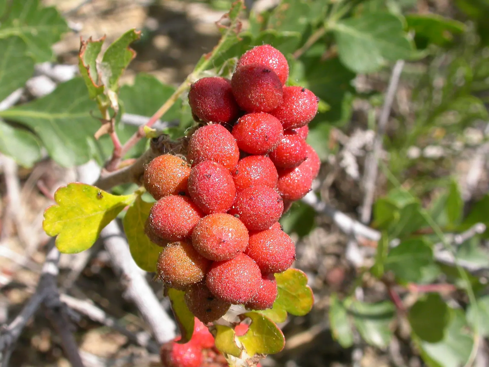 Skunkbush Sumac (Rhus trilobata) — Its drought tolerance and adaptability make it an excellent choice for resilient, naturalistic designs; scientifically named