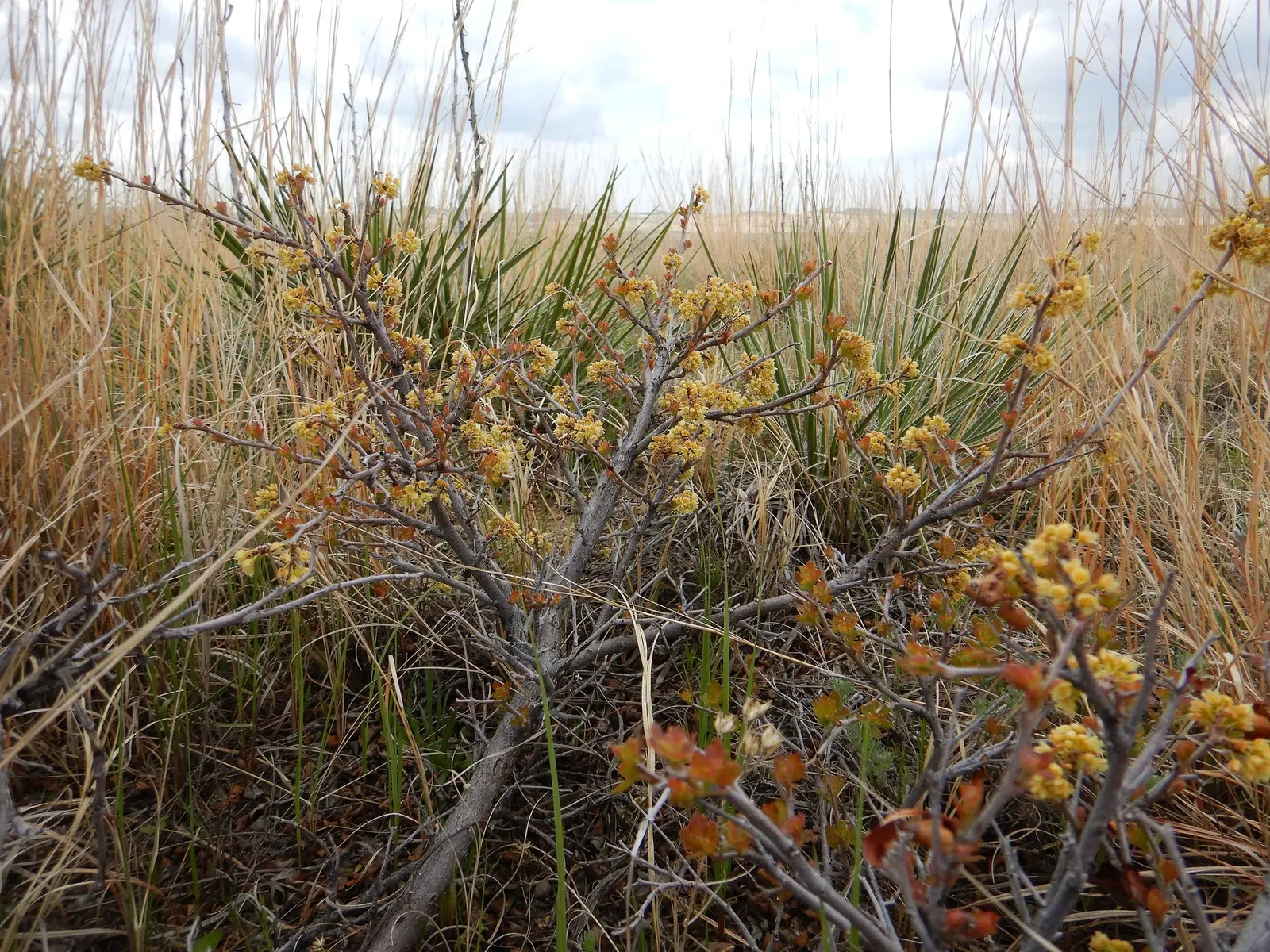 Skunkbush Sumac (Rhus trilobata) — requiring minimal supplemental watering