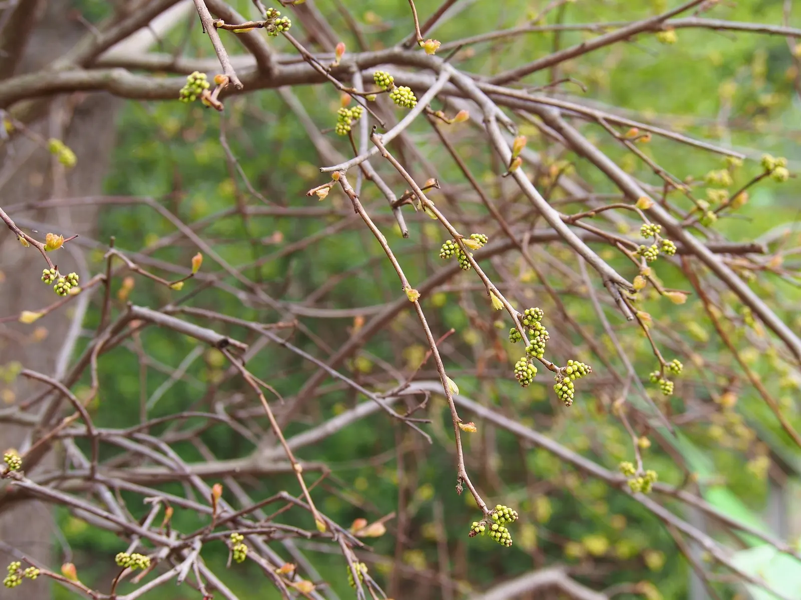 Skunkbush Sumac (Rhus trilobata) — though well-drained soils are optimal