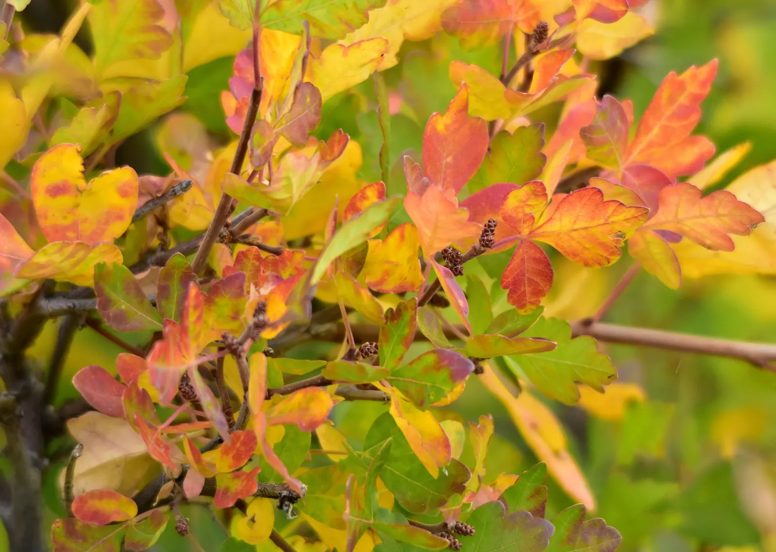 Skunkbush Sumac (Rhus trilobata) — with a spread of 4 to 6 feet