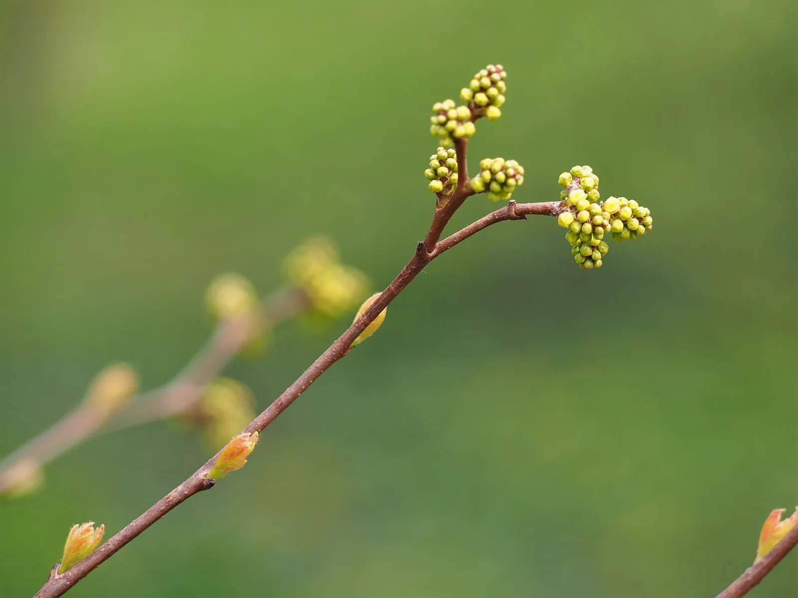 Skunkbush Sumac (Rhus trilobata) — Desert Sumac is not picky about soil conditions