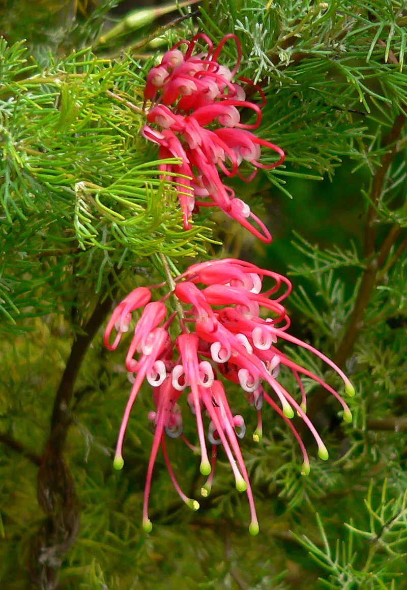 Coastal Gem Grevillea (Grevillea Lanigera 'Coastal Gem') — Grevillea lanigera 'Coastal Gem' is a low-growing