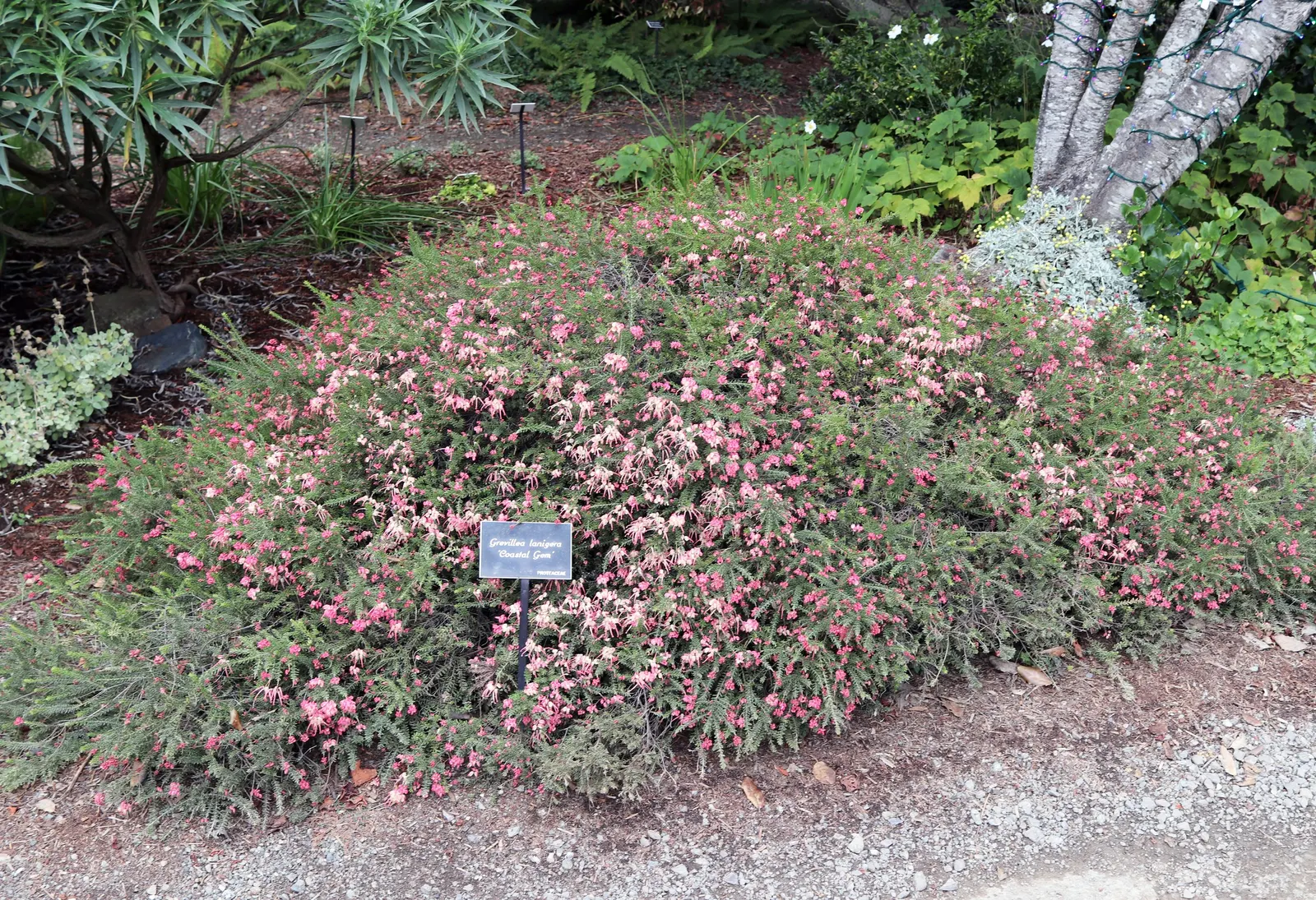 Coastal Gem Grevillea (Grevillea Lanigera 'Coastal Gem') — spider-like blooms enchant year-round