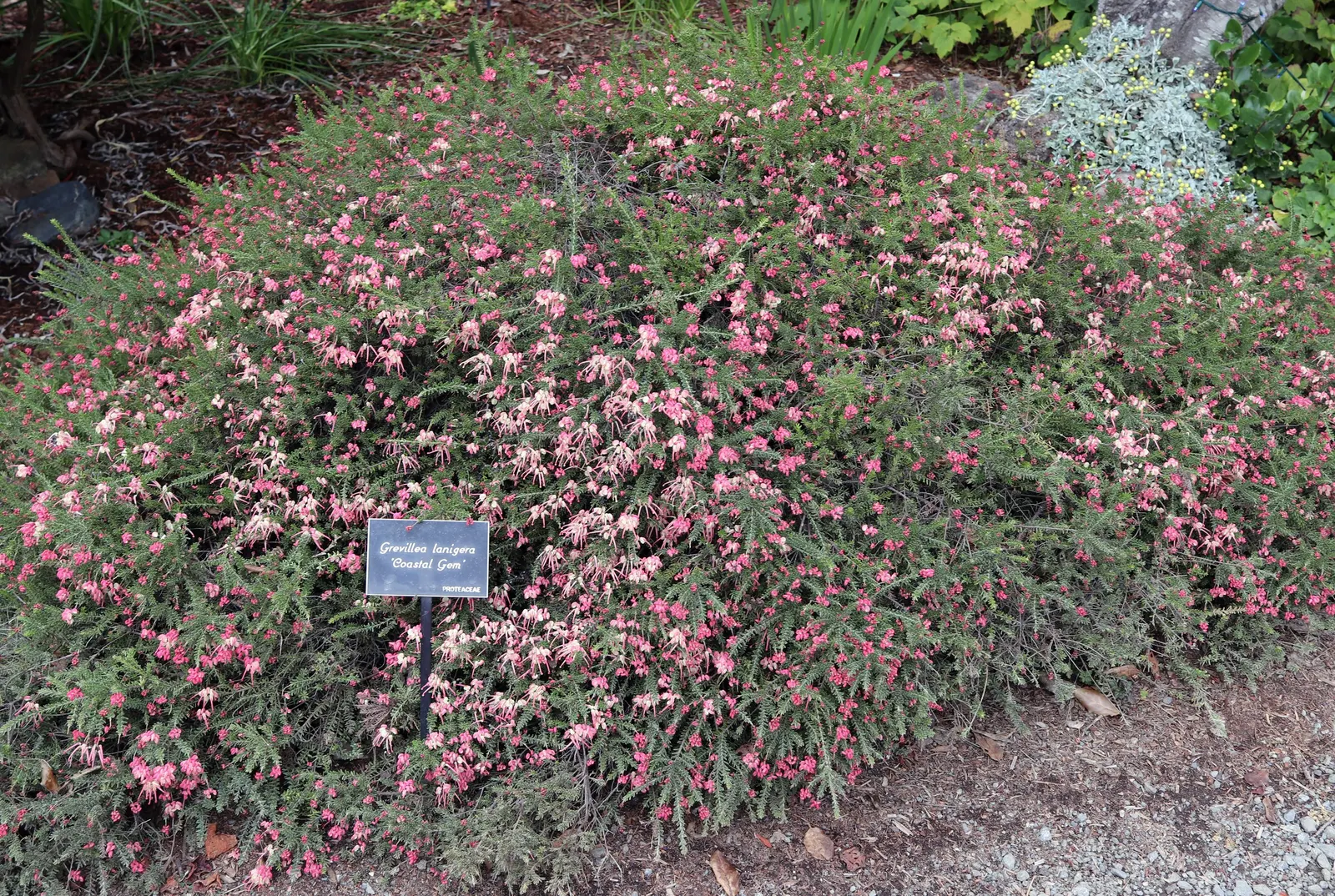 Coastal Gem Grevillea (Grevillea Lanigera 'Coastal Gem') — reaching heights of 1-2 feet with a 3-6 feet spread