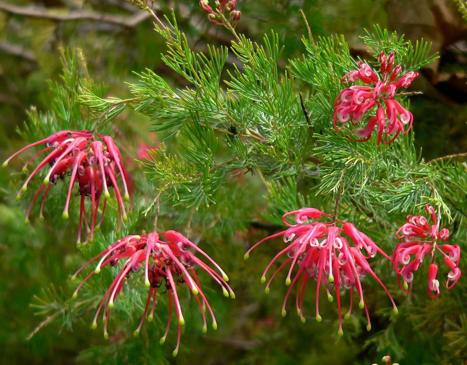 Coastal Gem Grevillea (Grevillea Lanigera 'Coastal Gem') — Its dense foliage boasts fine