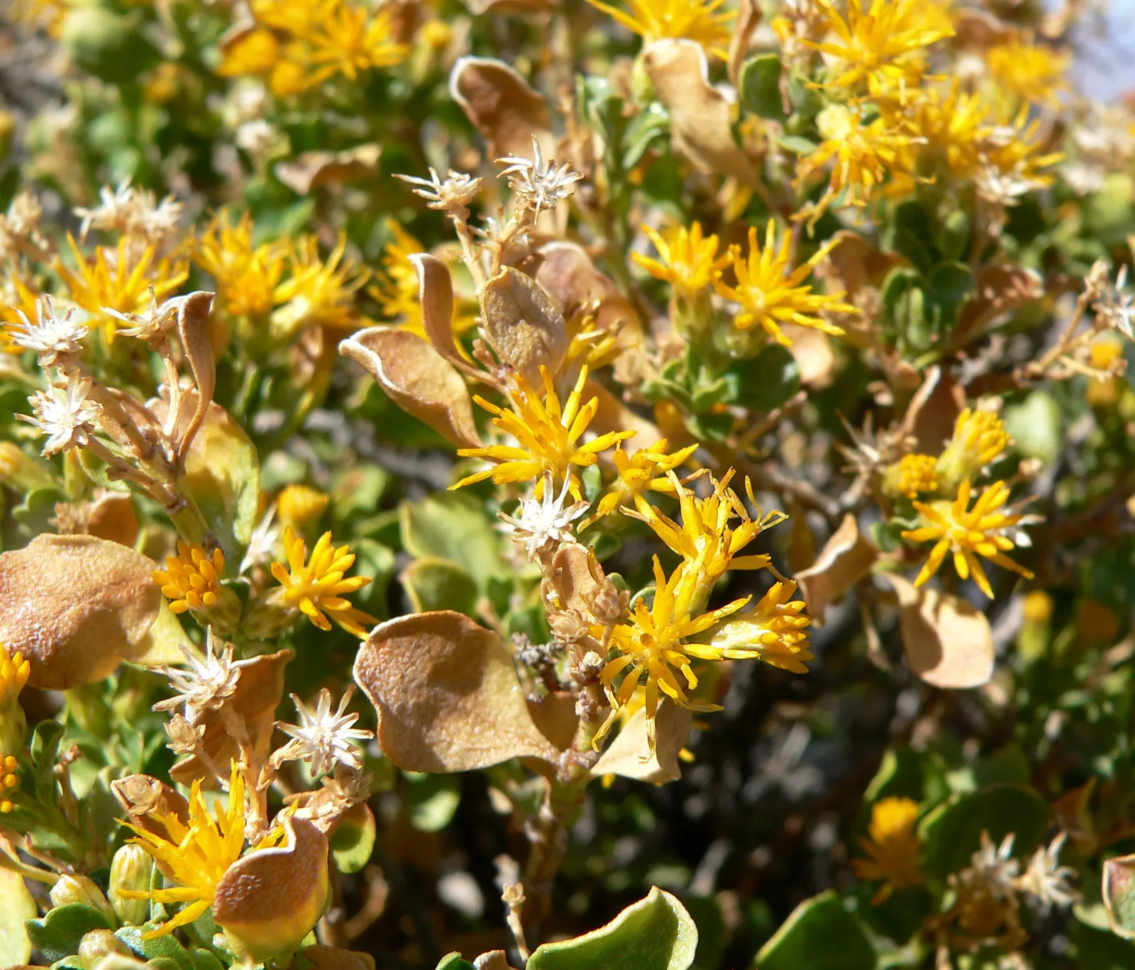 Cliff Goldenbush (Ericameria Cuneata) — Its leaves are typically about 1 to 1.5 inches long, adding a fine-textured appearance to the shrub