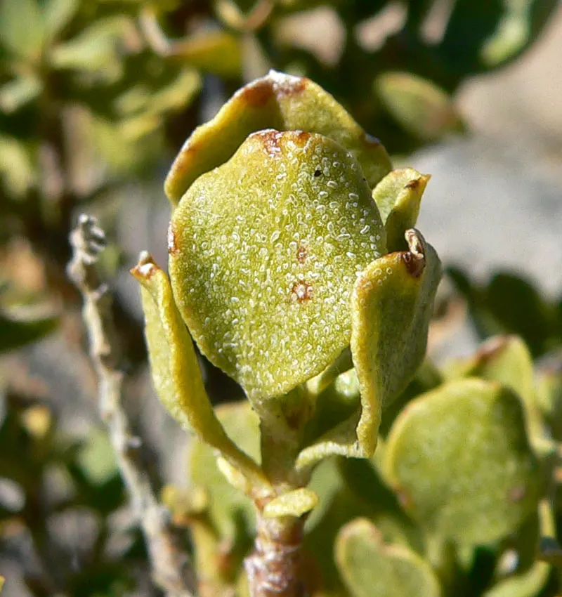 Cliff Goldenbush (Ericameria Cuneata) — Cliff Goldenbush presents a full and attractive foliage profile that complements its golden inflorescence