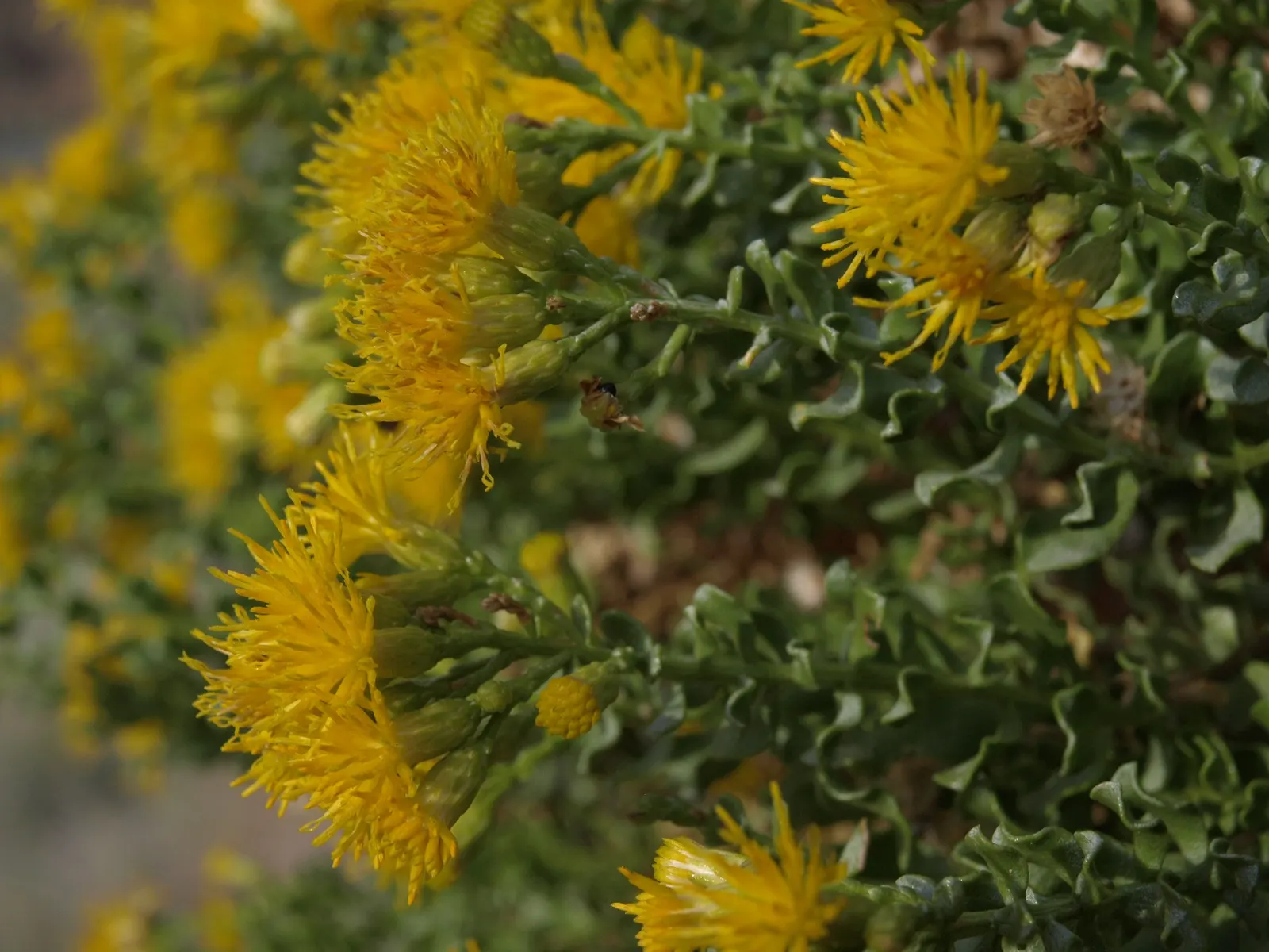 Cliff Goldenbush (Ericameria Cuneata) — making it a low-maintenance option for a water-wise garden