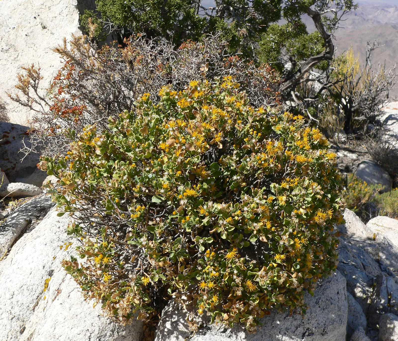 Cliff Goldenbush (Ericameria Cuneata) — while its golden yellow flowers bloom profusely in late summer to fall