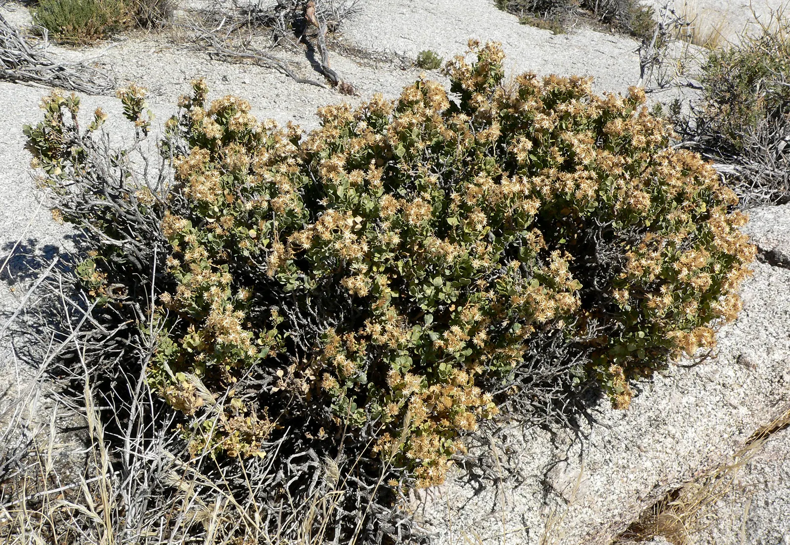 Cliff Goldenbush (Ericameria Cuneata) — wedge-like leaves that are gray-green in color