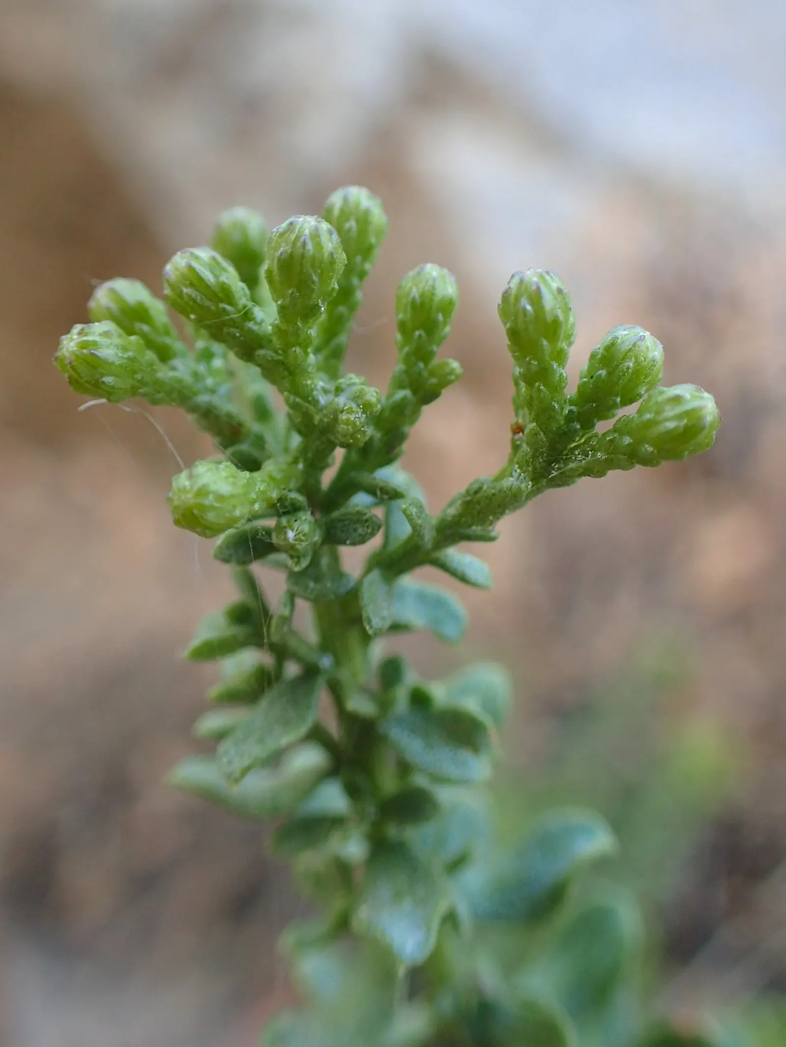 Cliff Goldenbush (Ericameria Cuneata) — it offers a striking visual impact in any landscape design