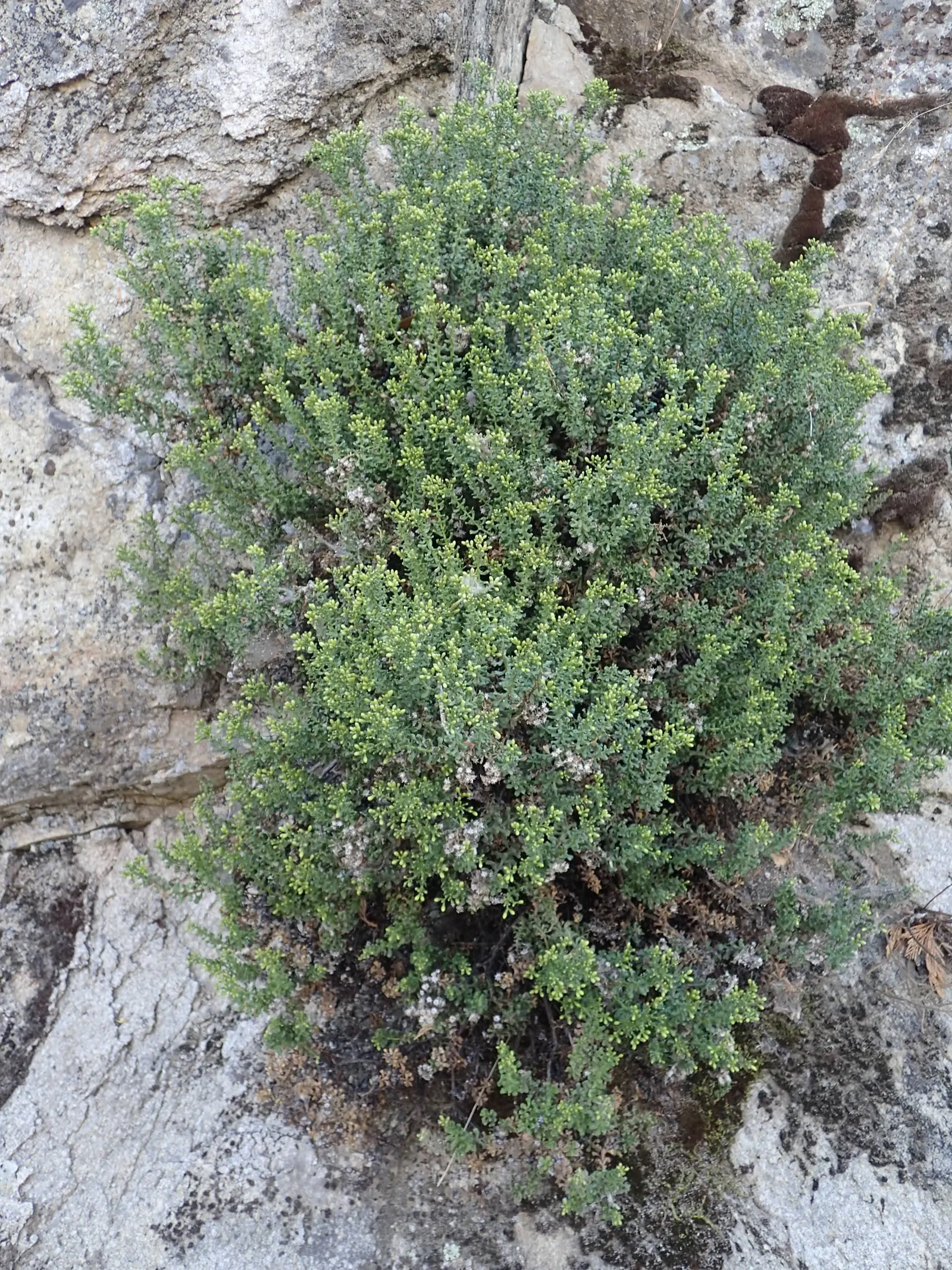 Cliff Goldenbush (Ericameria Cuneata) — The plant grows to a mature height of approximately 2 to 3 feet