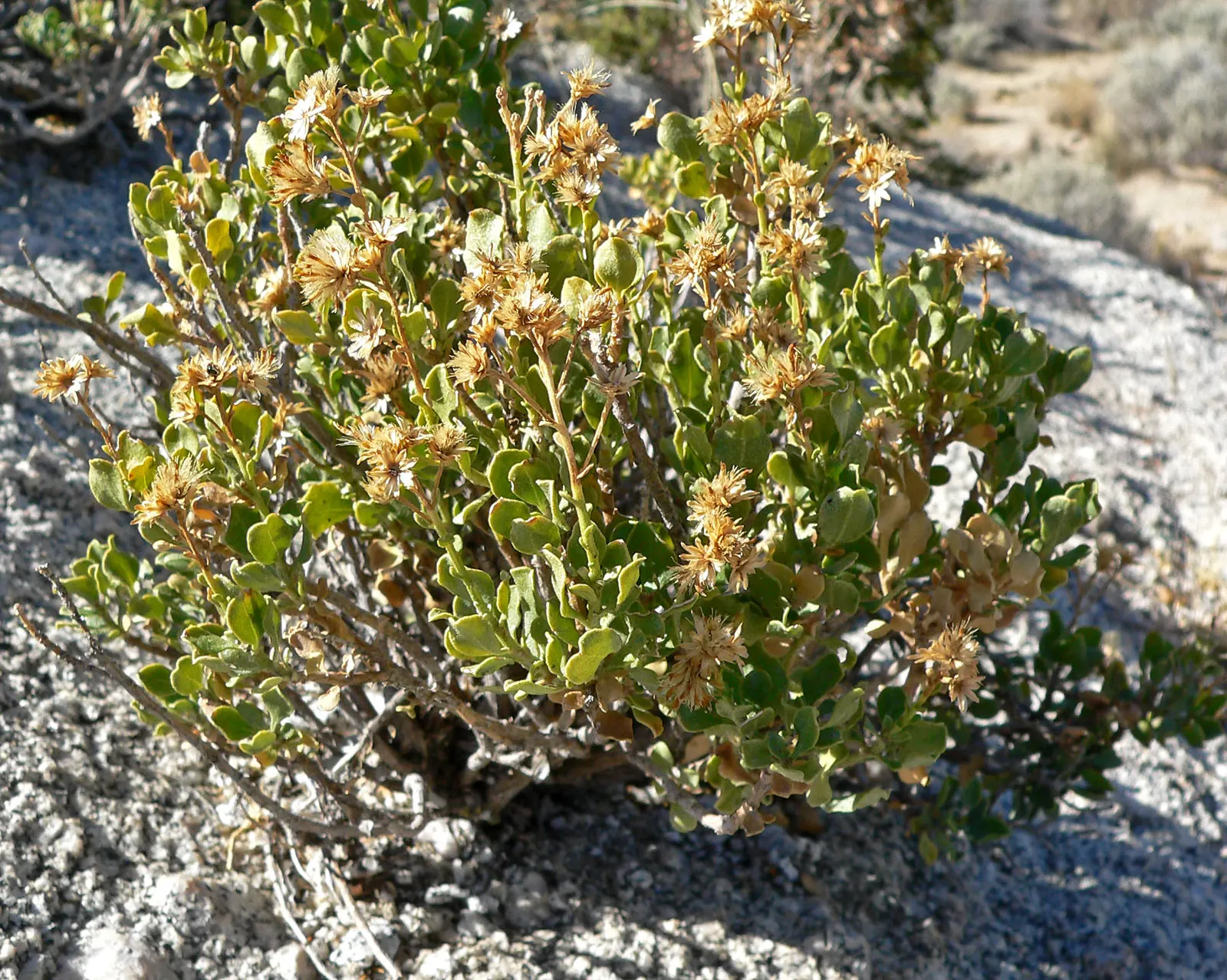 Cliff Goldenbush (Ericameria Cuneata) — Recognized for its vibrant display of yellow flowers