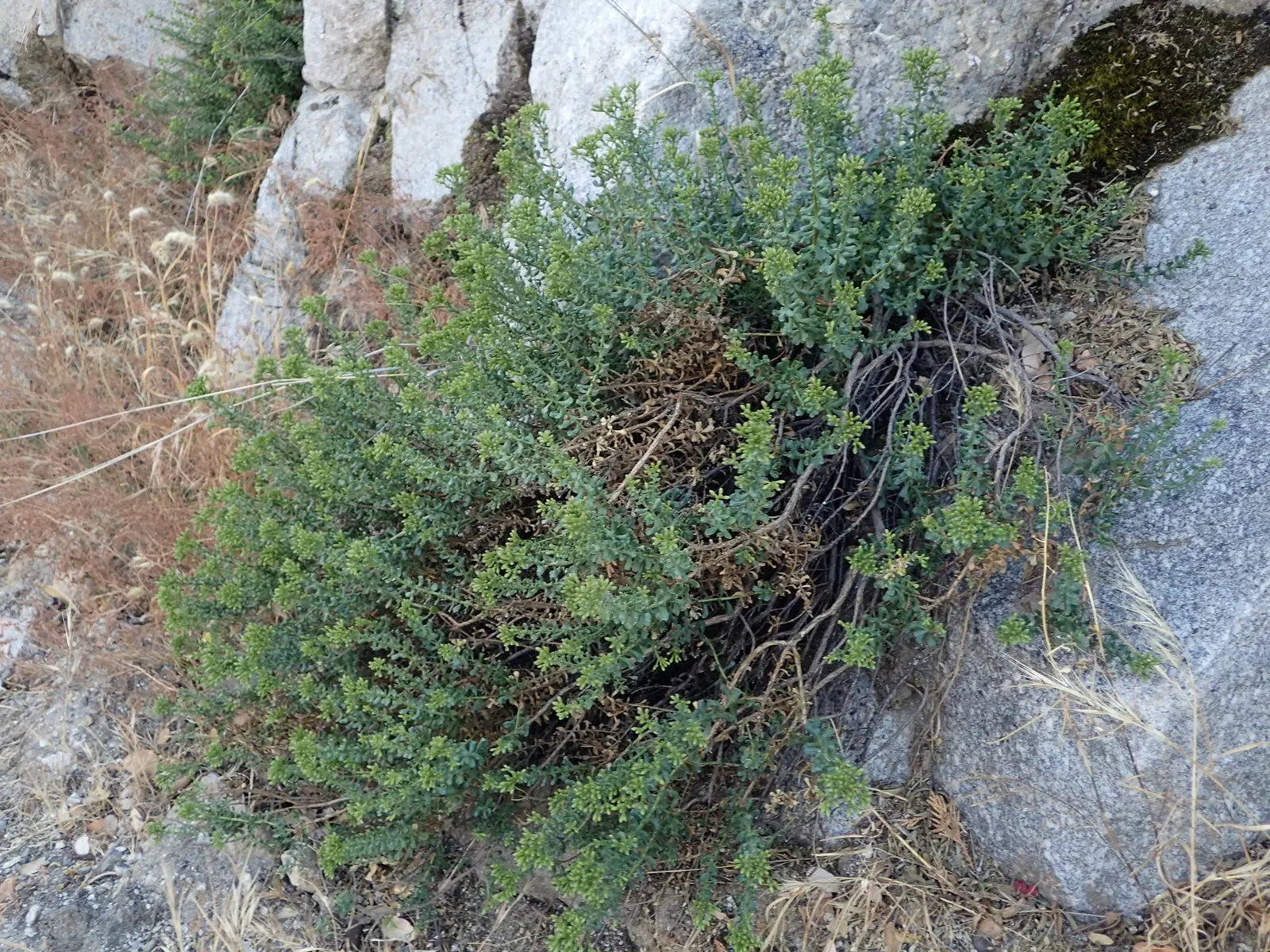 Cliff Goldenbush (Ericameria Cuneata) — particularly during its bloom time in late summer to fall