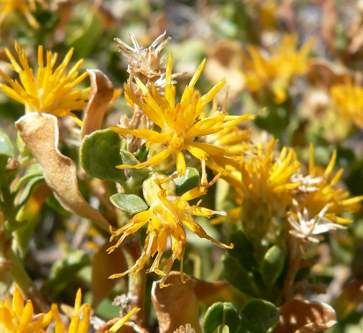 Cliff Goldenbush (Ericameria Cuneata) — The Cliff Goldenbush (Ericameria cuneata) is a resilient shrub ideal for arid landscapes