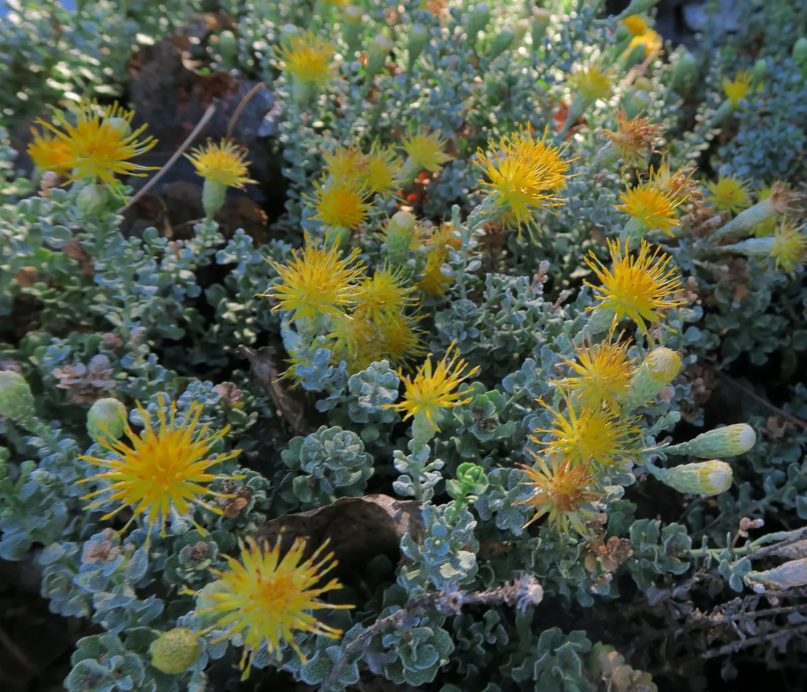 Cliff Goldenbush (Ericameria Cuneata) — commonly known as Cliff Goldenbush