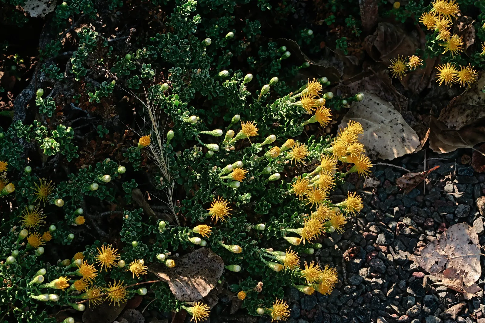 Cliff Goldenbush (Ericameria Cuneata) — is a hardy and versatile perennial shrub native to the arid regions of the southwestern United States