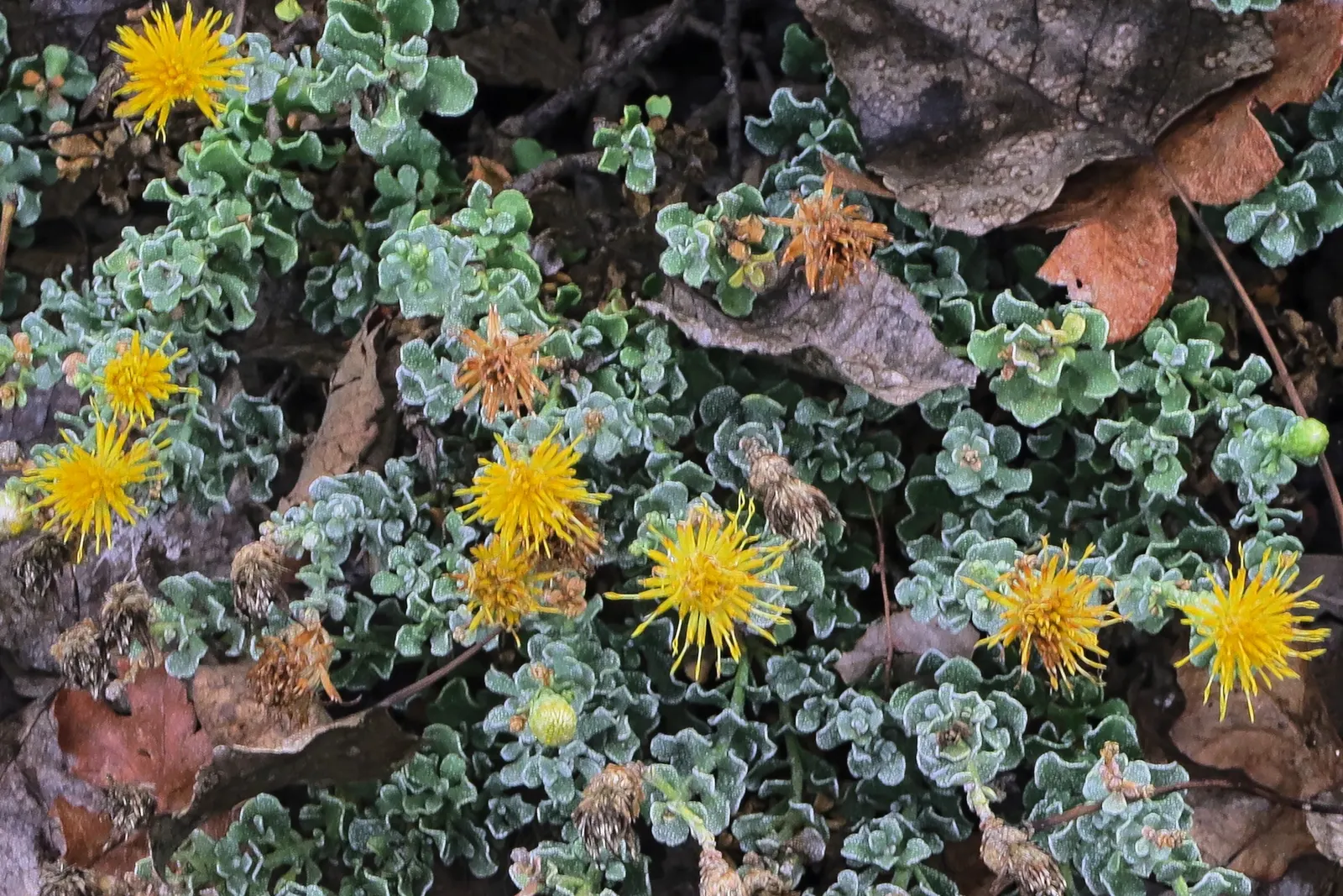 Cliff Goldenbush (Ericameria Cuneata) — reaching 1-3 feet tall with a similar spread