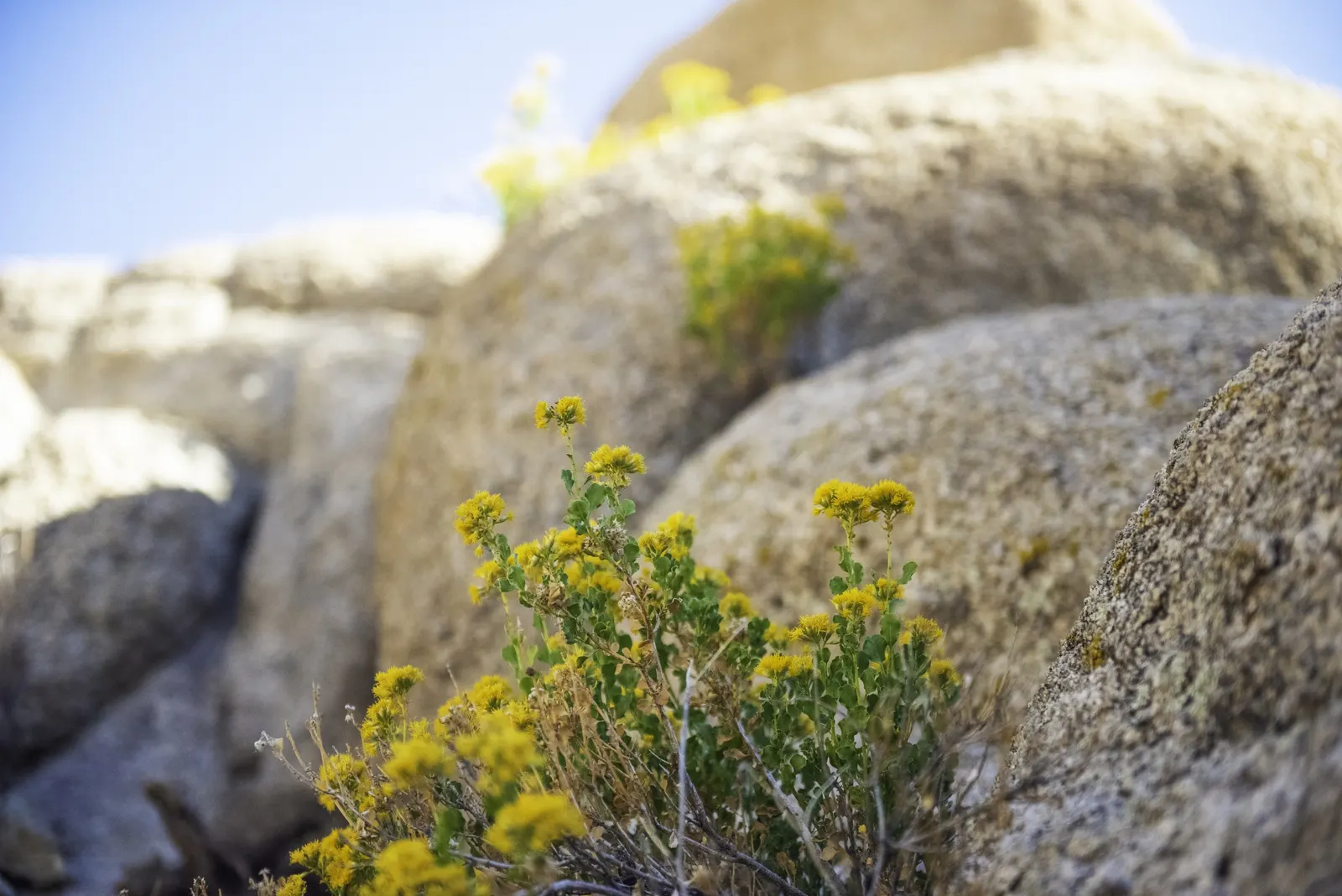 Cliff Goldenbush (Ericameria Cuneata) — and requires minimal water once established