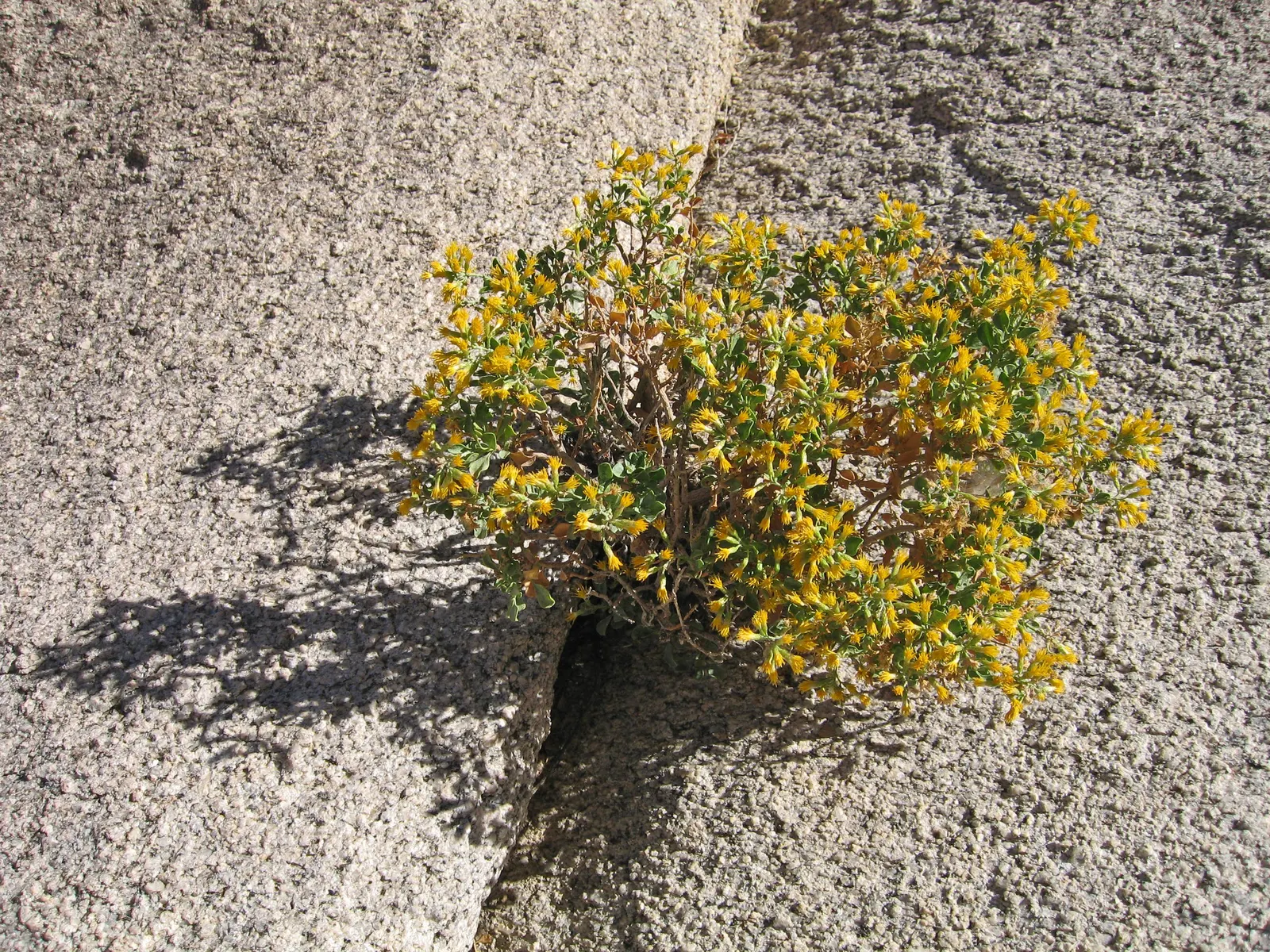 Cliff Goldenbush (Ericameria Cuneata) — Its wedge-shaped foliage provides a lush gray-green backdrop