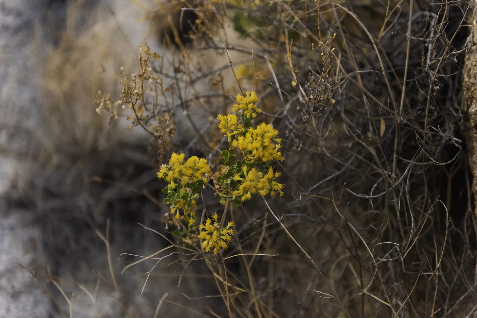 Cliff Goldenbush (Ericameria Cuneata) — It thrives in well-draining soils