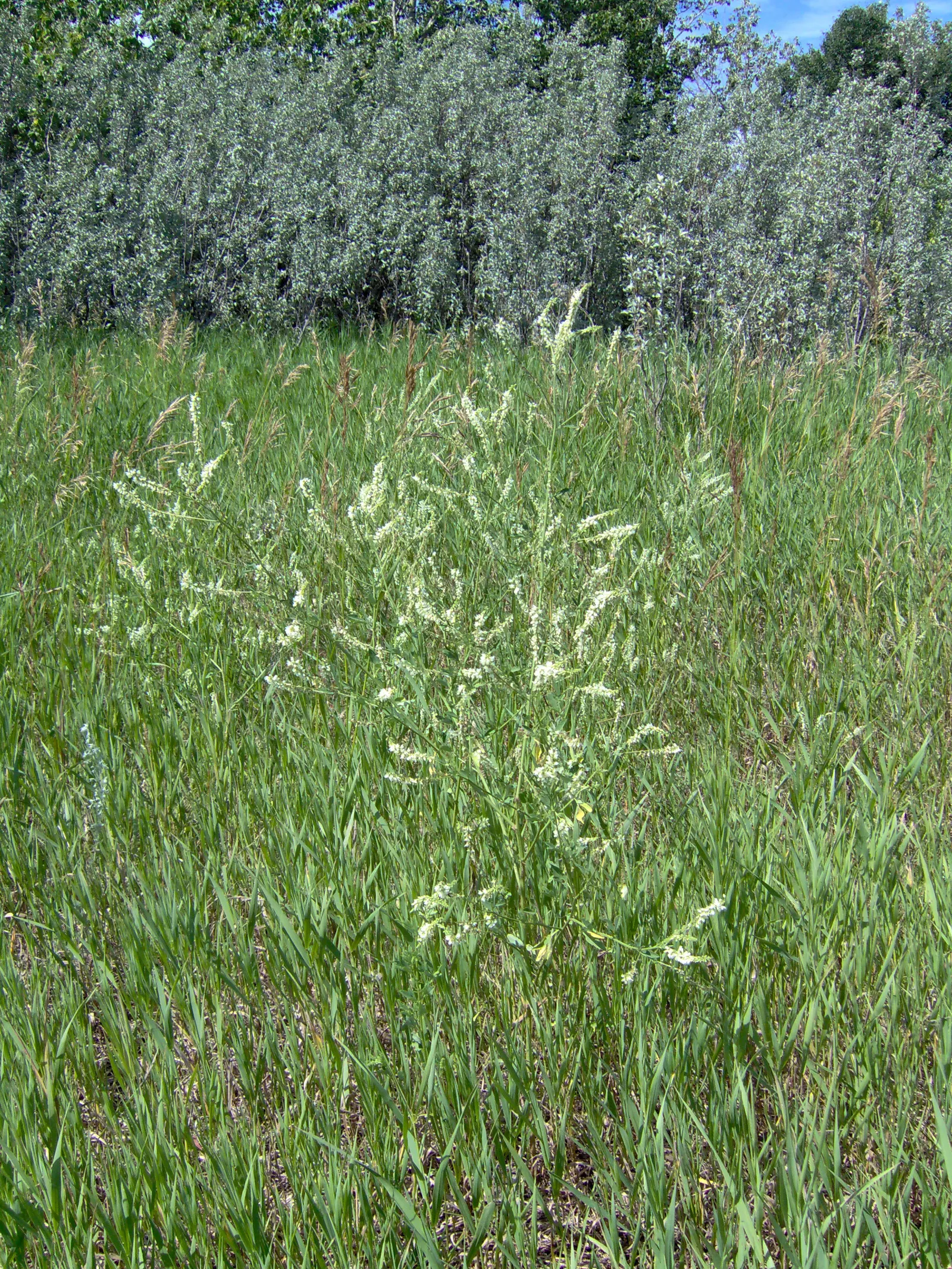 White Prairie Clover (Dalea Candida) — such as bees and butterflies