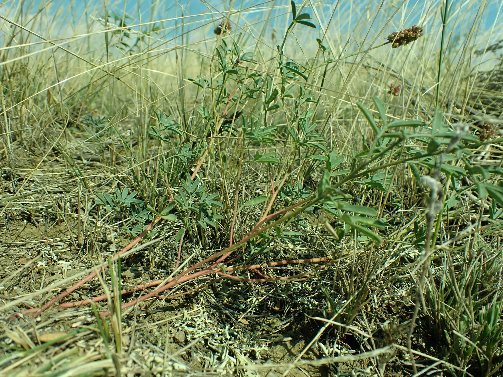 White Prairie Clover (Dalea Candida) — it maintains a low-maintenance profile