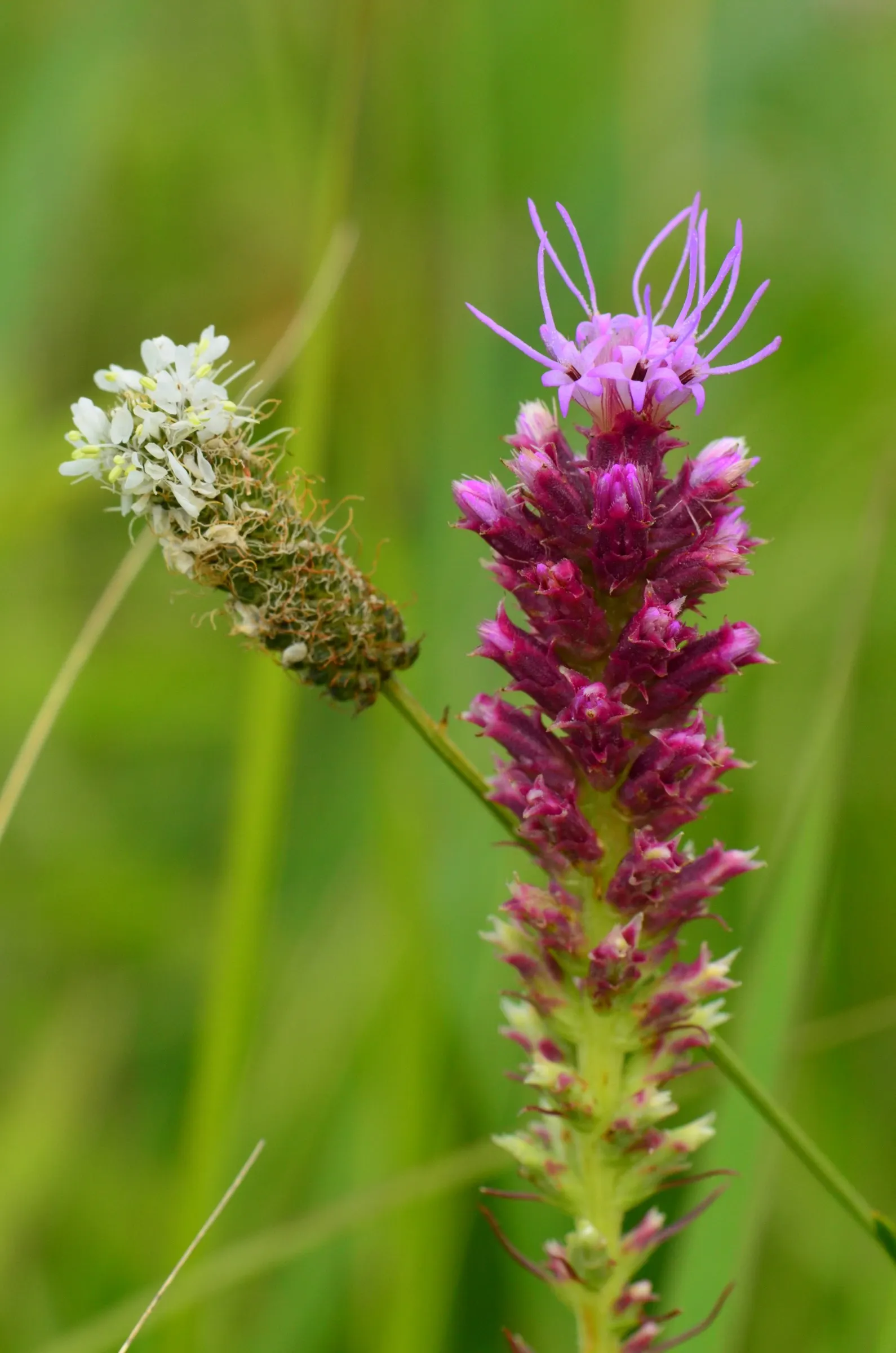 White Prairie Clover (Dalea Candida) — gracing landscapes with slender stems up to 3 feet tall