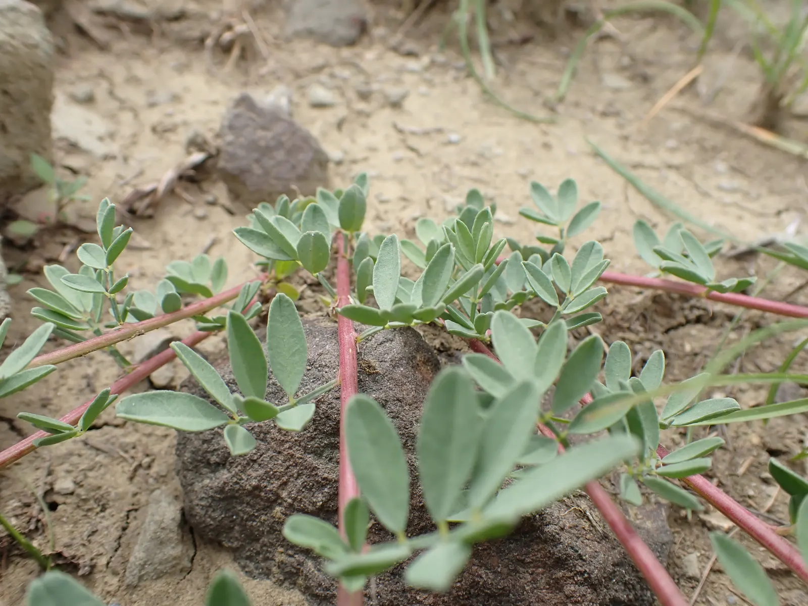 White Prairie Clover (Dalea Candida) — and ideal for wildflower meadows or prairie-style designs