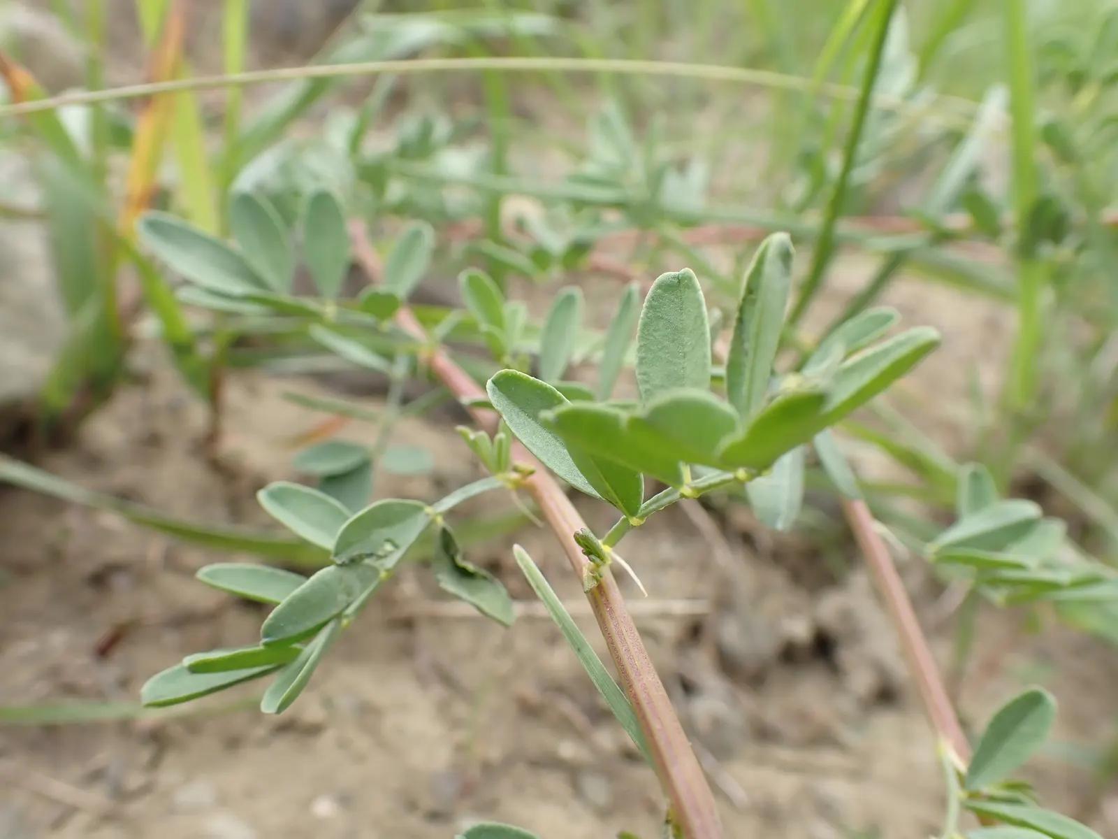 White Prairie Clover (Dalea Candida) — Plant spacing of 18 to 24 inches allows for optimal growth