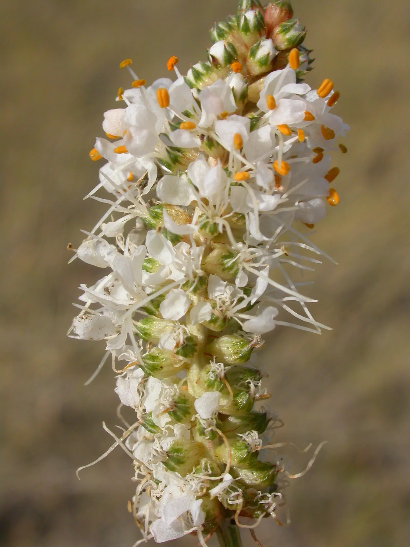 White Prairie Clover (Dalea Candida) — only requiring occasional deadheading to promote further blooming