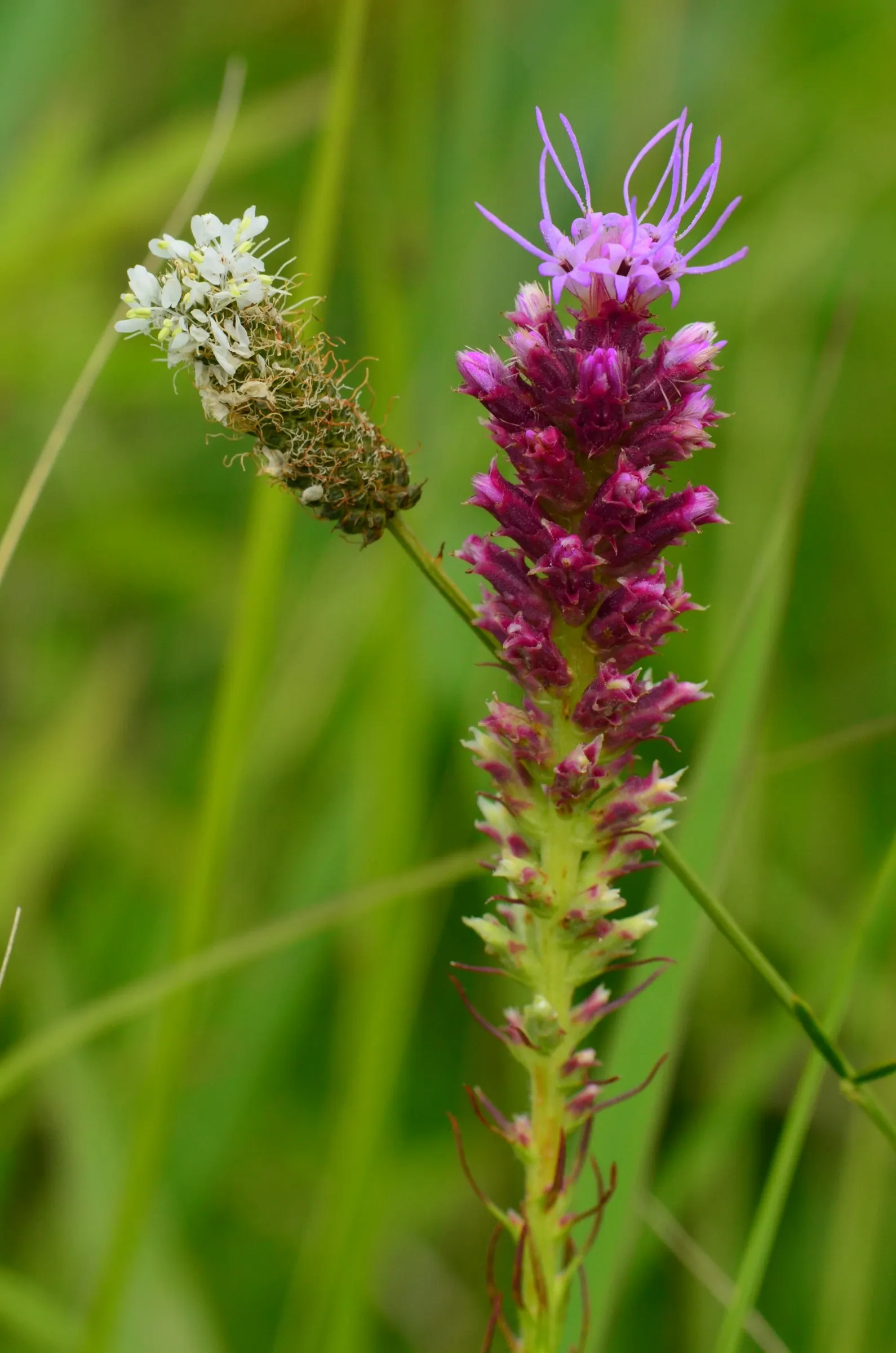 White Prairie Clover (Dalea Candida) — This hardy legume thrives in USDA zones 3 through 8