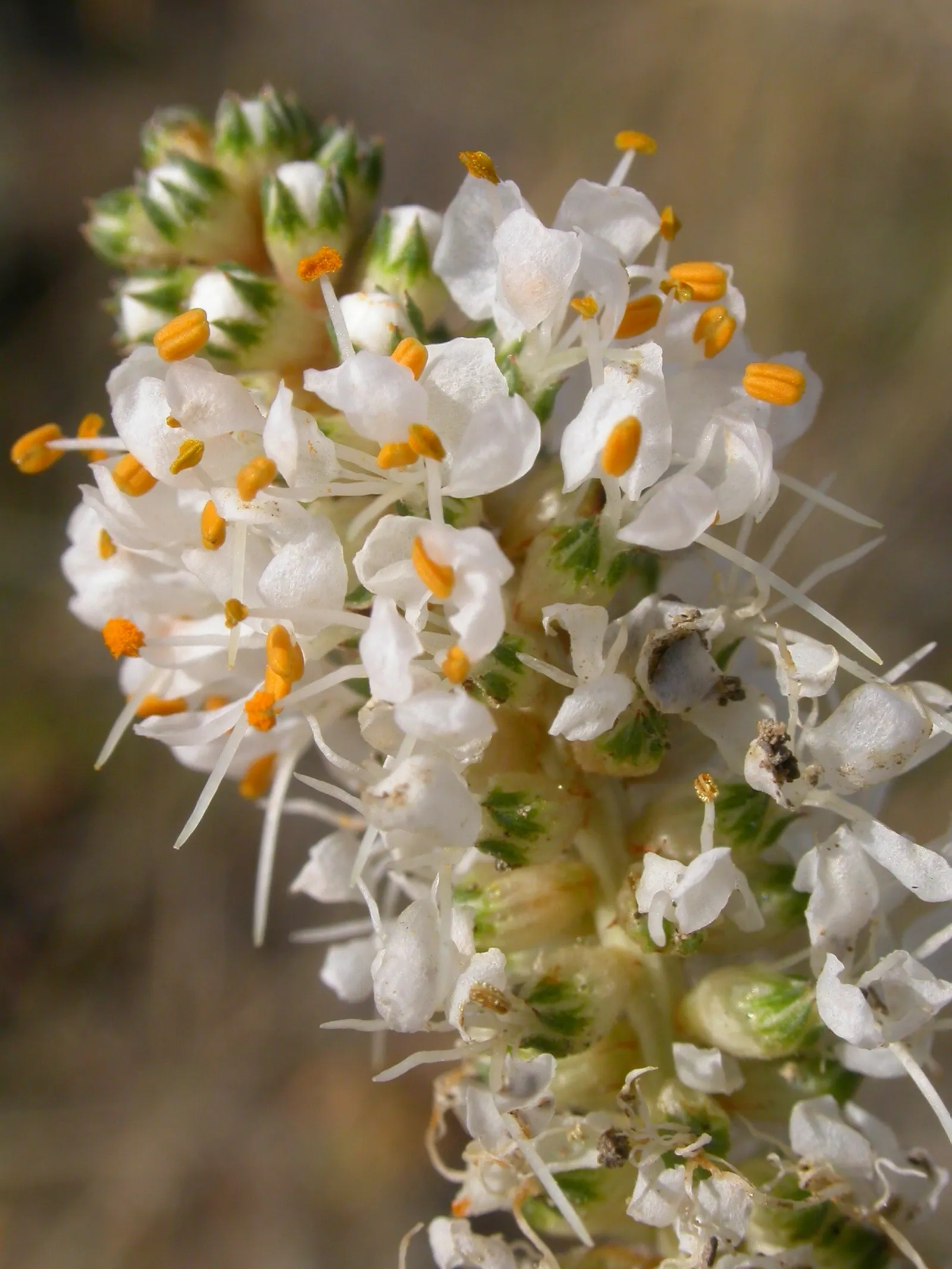 White Prairie Clover (Dalea Candida) — When incorporating White Prairie Clover into your landscape design