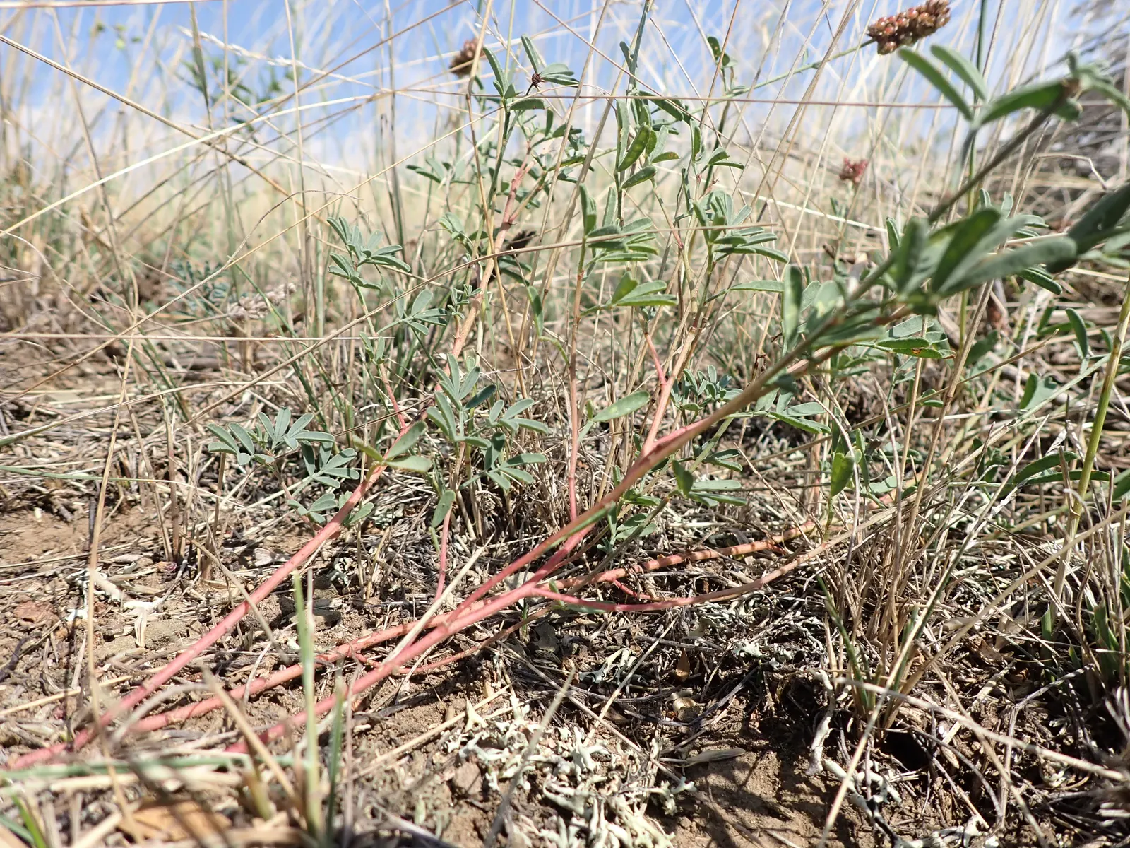 White Prairie Clover (Dalea Candida) — The White Prairie Clover, Dalea candida, is a perennial wildflower native to the North American prairies